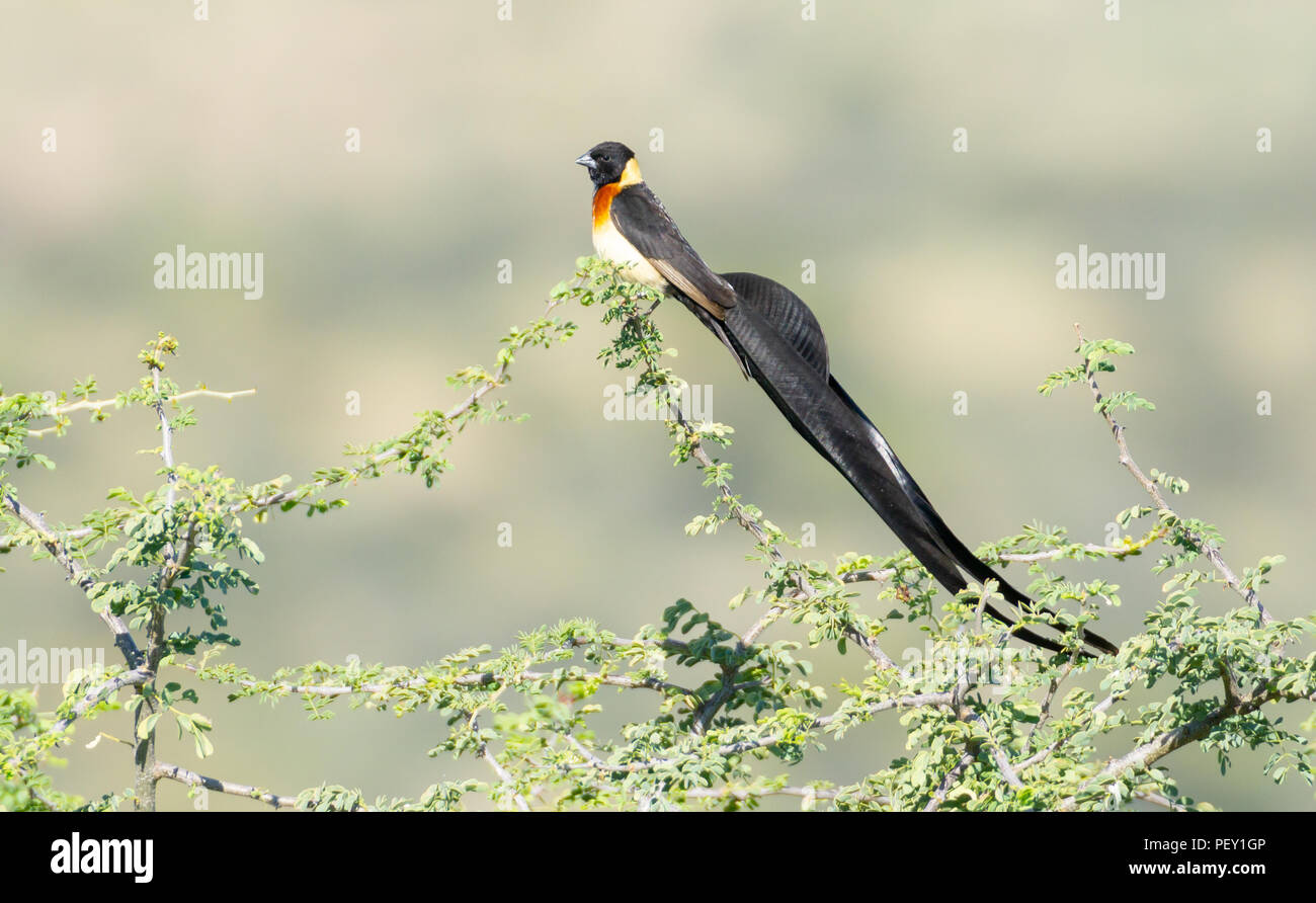 Long tailed paradise whydah looking ahead, a small bird with beautiful long black tail with raised semi-circle, Stock Photo