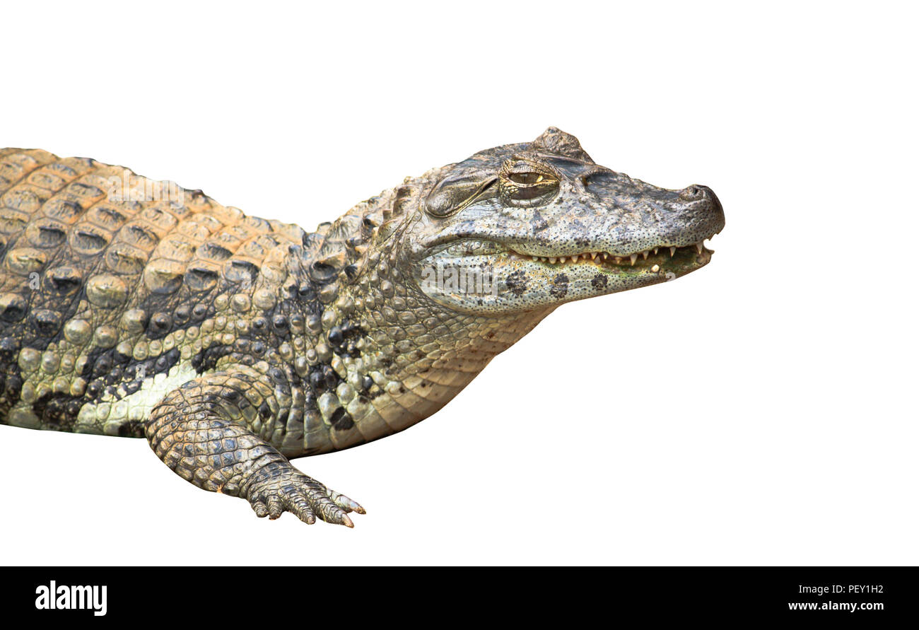 Spectacled caiman or common white caiman (Caiman crocodilus) close-up  isolated on white background. Focus emphasizing the animal head, the yellow  eye Stock Photo - Alamy