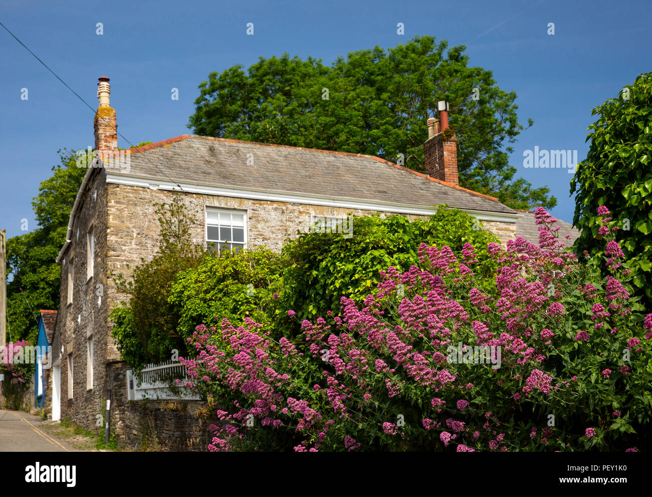 UK, Cornwall, Flora, Padstow, Fentonluna Lane, red Valerian flowers (Centranthus ruber) growing