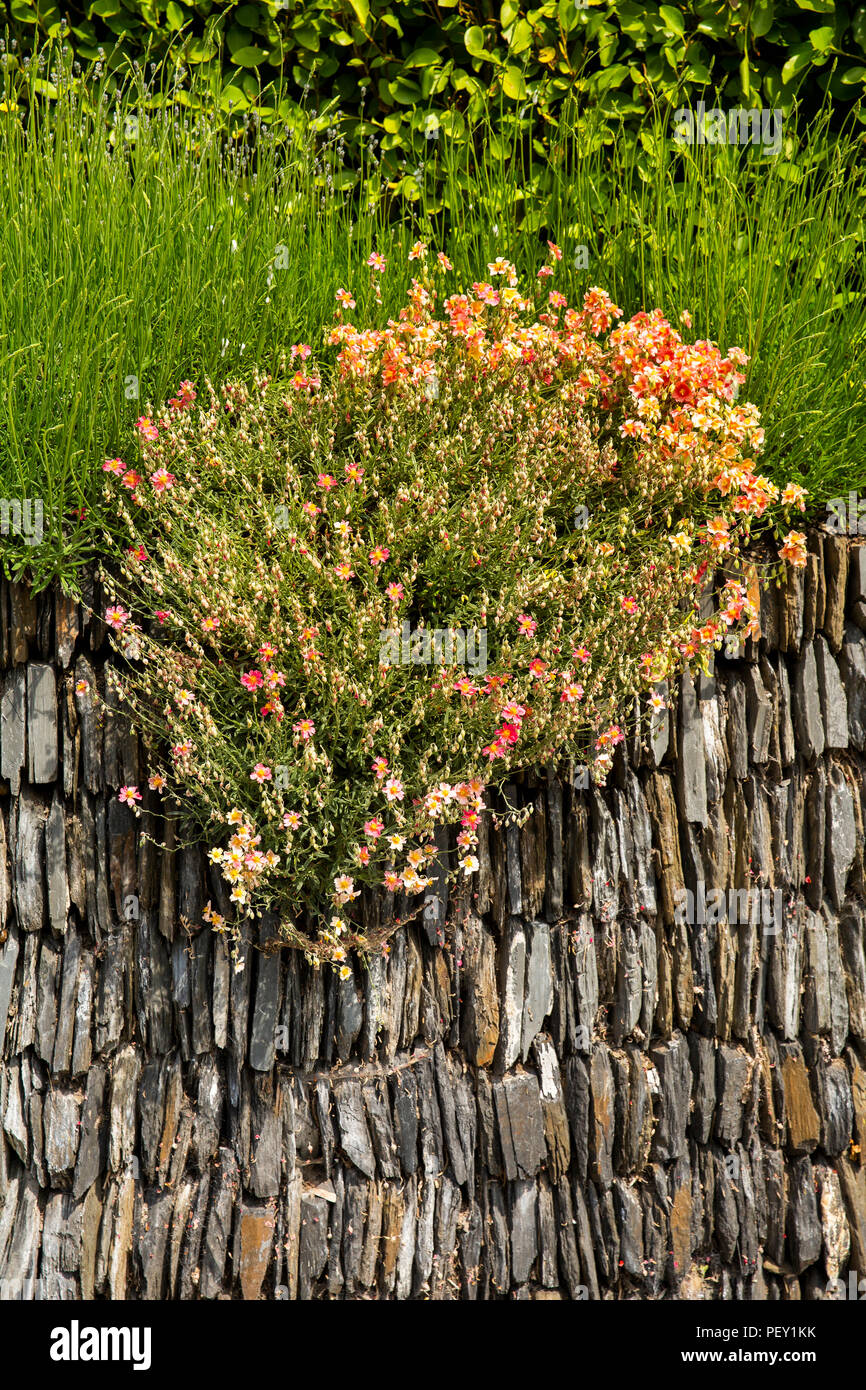 UK, Cornwall, Padstow, red and yellow flower growing on traditonal cornish stone wall fromed from vertical stones Stock Photo