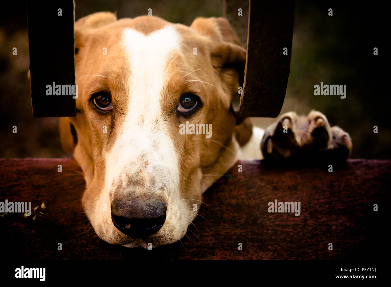 Why Do Dogs Face The Wall