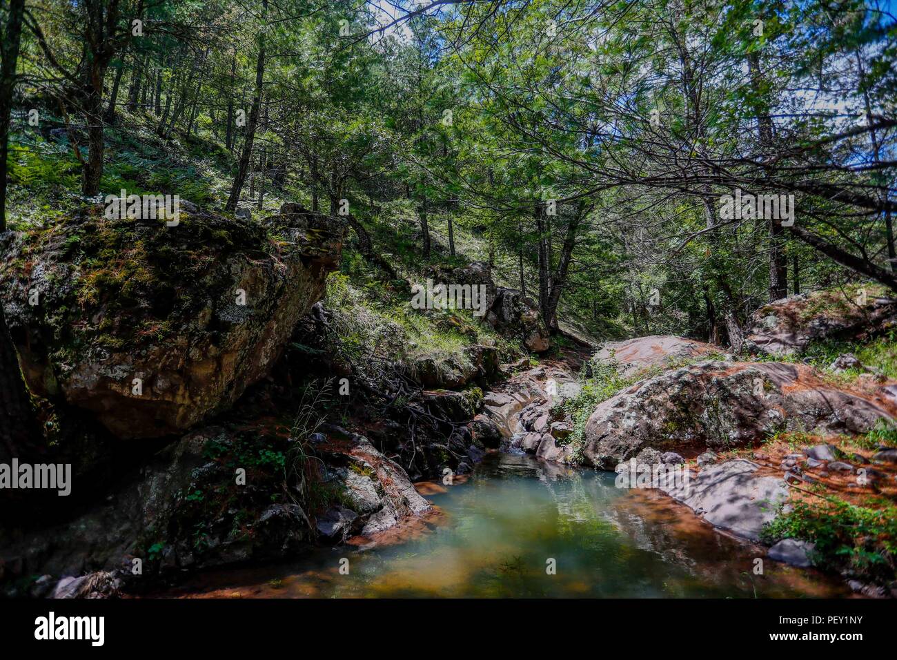 Arrollo de agua en el bosque de la Mesa Tres Rios. Stream of water in ...