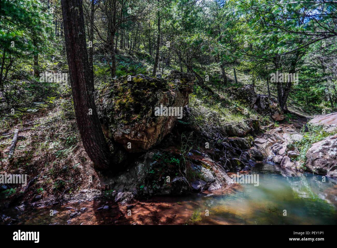 Arrollo de agua en el bosque de la Mesa Tres Rios. Stream of water in ...