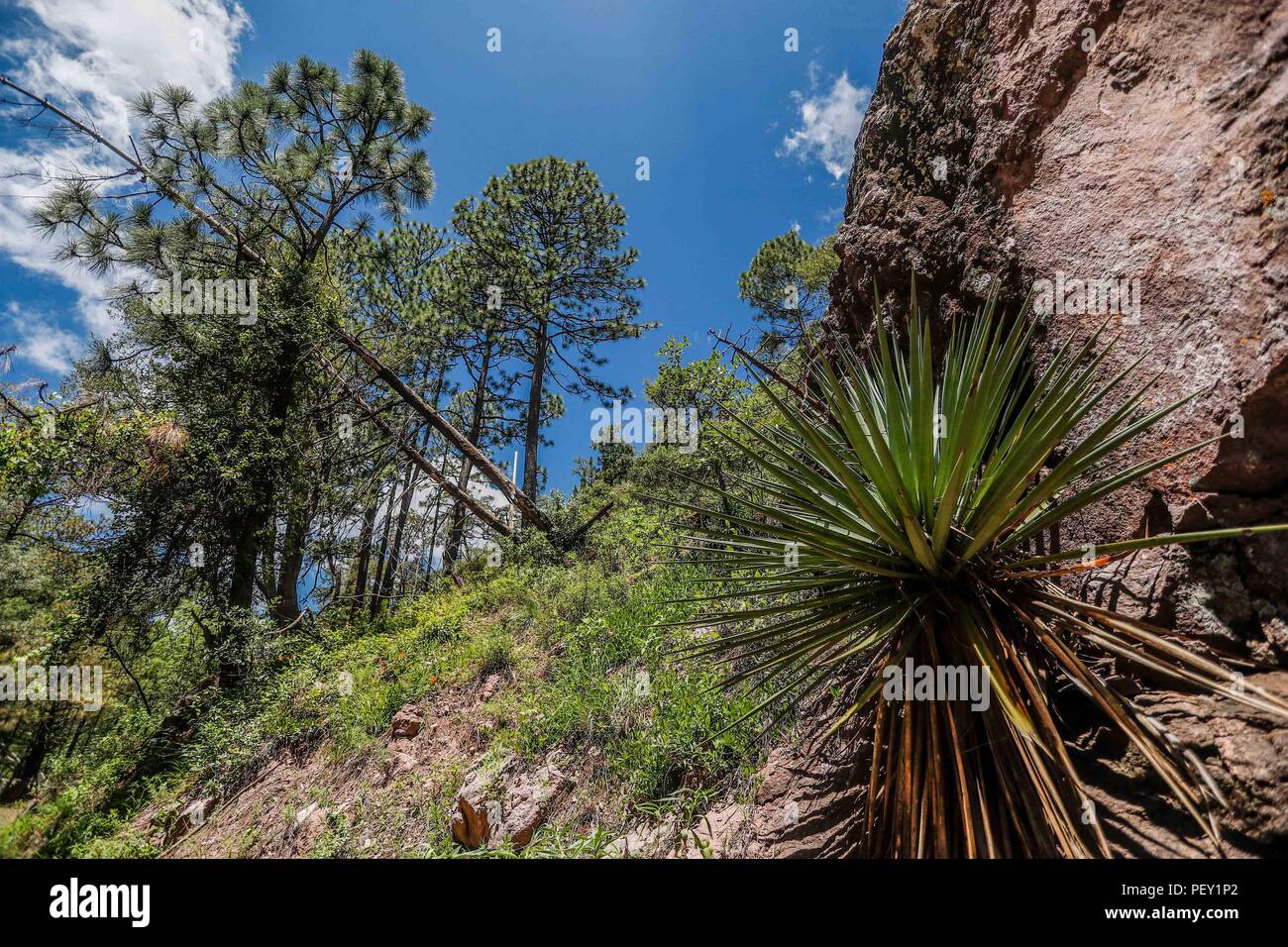 Planta de estilo de vida hi-res stock photography and images - Alamy