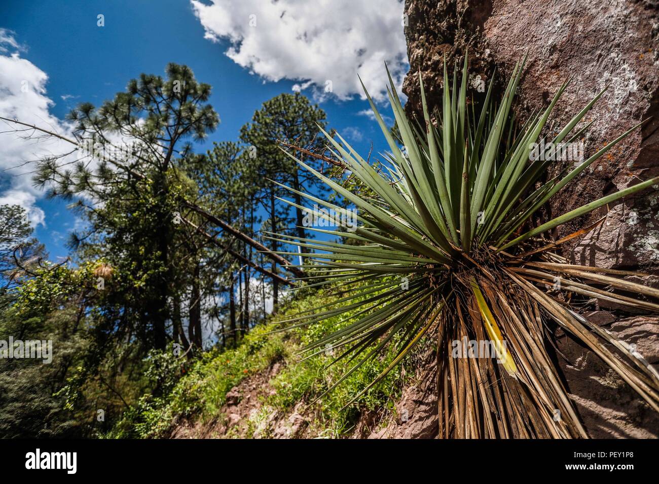 Vida de las vírgenes hi-res stock photography and images - Alamy