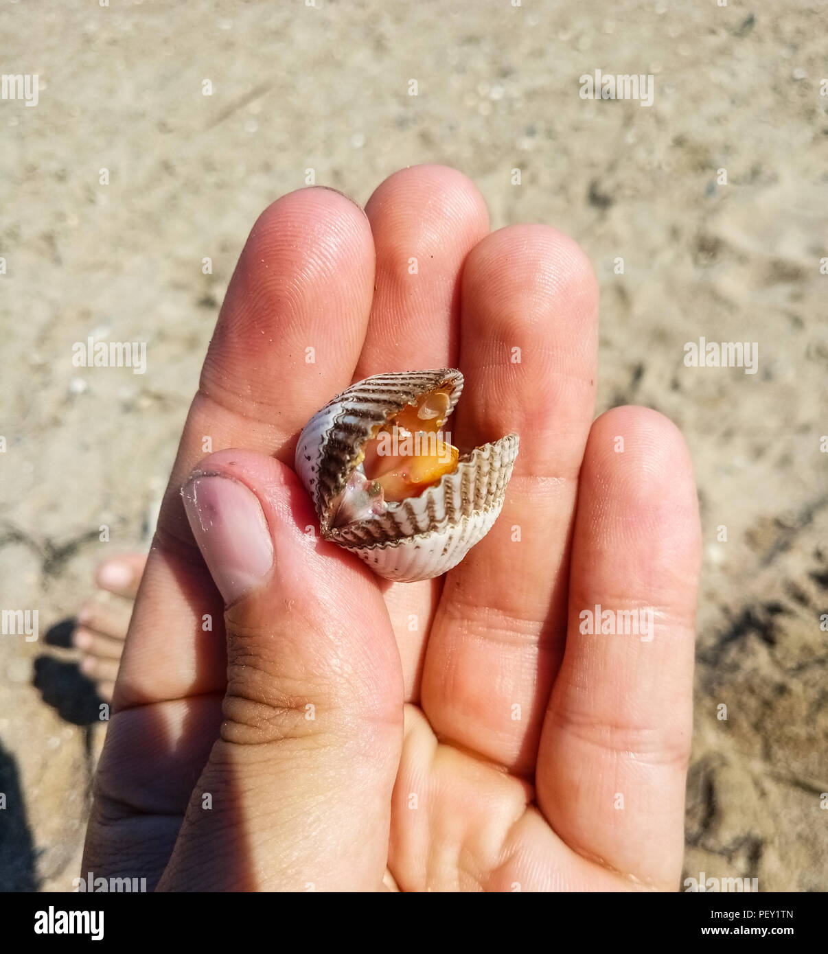 very big delicious cockle clam seafood compared with hand Stock Photo
