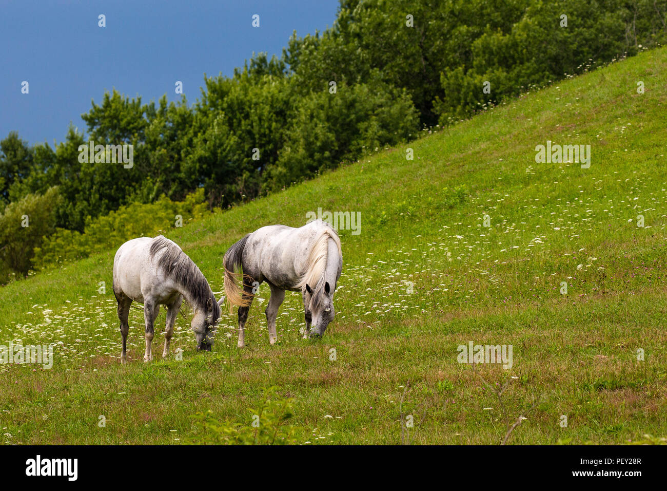 Two White Horses Eating On A Hillside Stock Photo Alamy