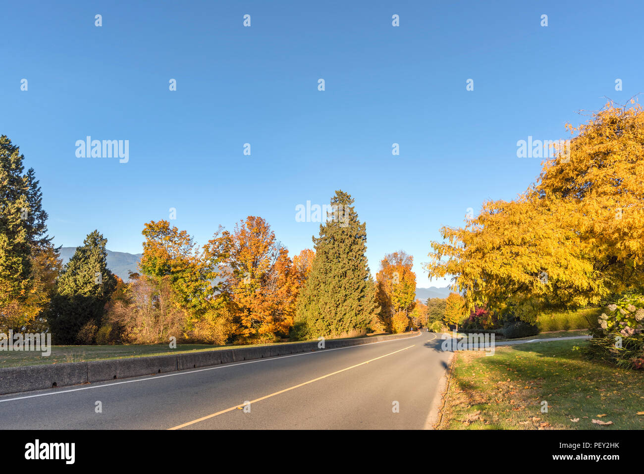 asphalt road on an autumn street with trees and fallen leaves, forest ...