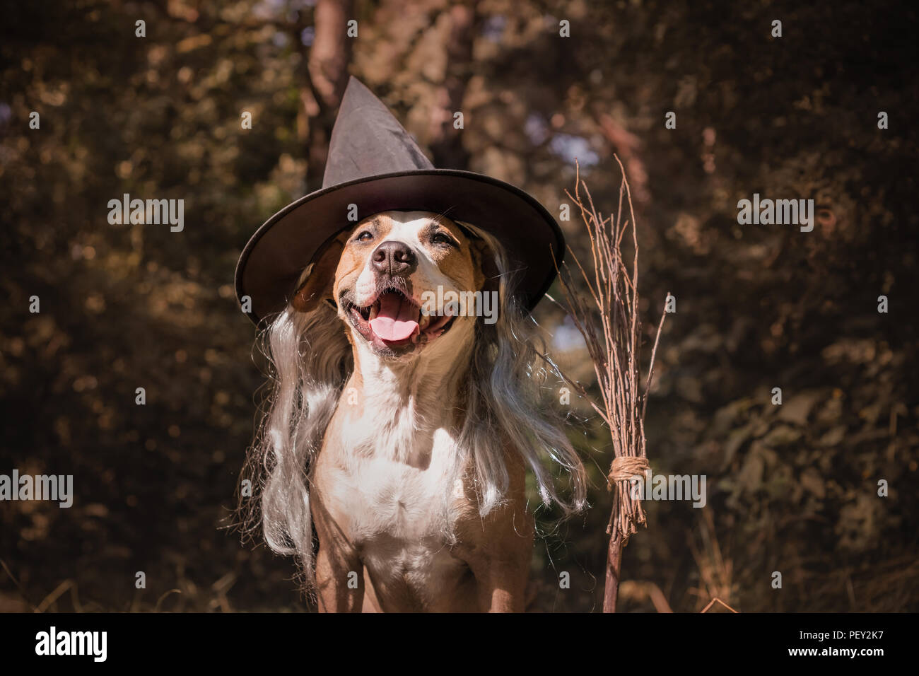 Cute dog with broomstick dressed up for halloween as friendly forest witch. Beautiful staffordshire terrier puppy in masquerade costume with witch's b Stock Photo