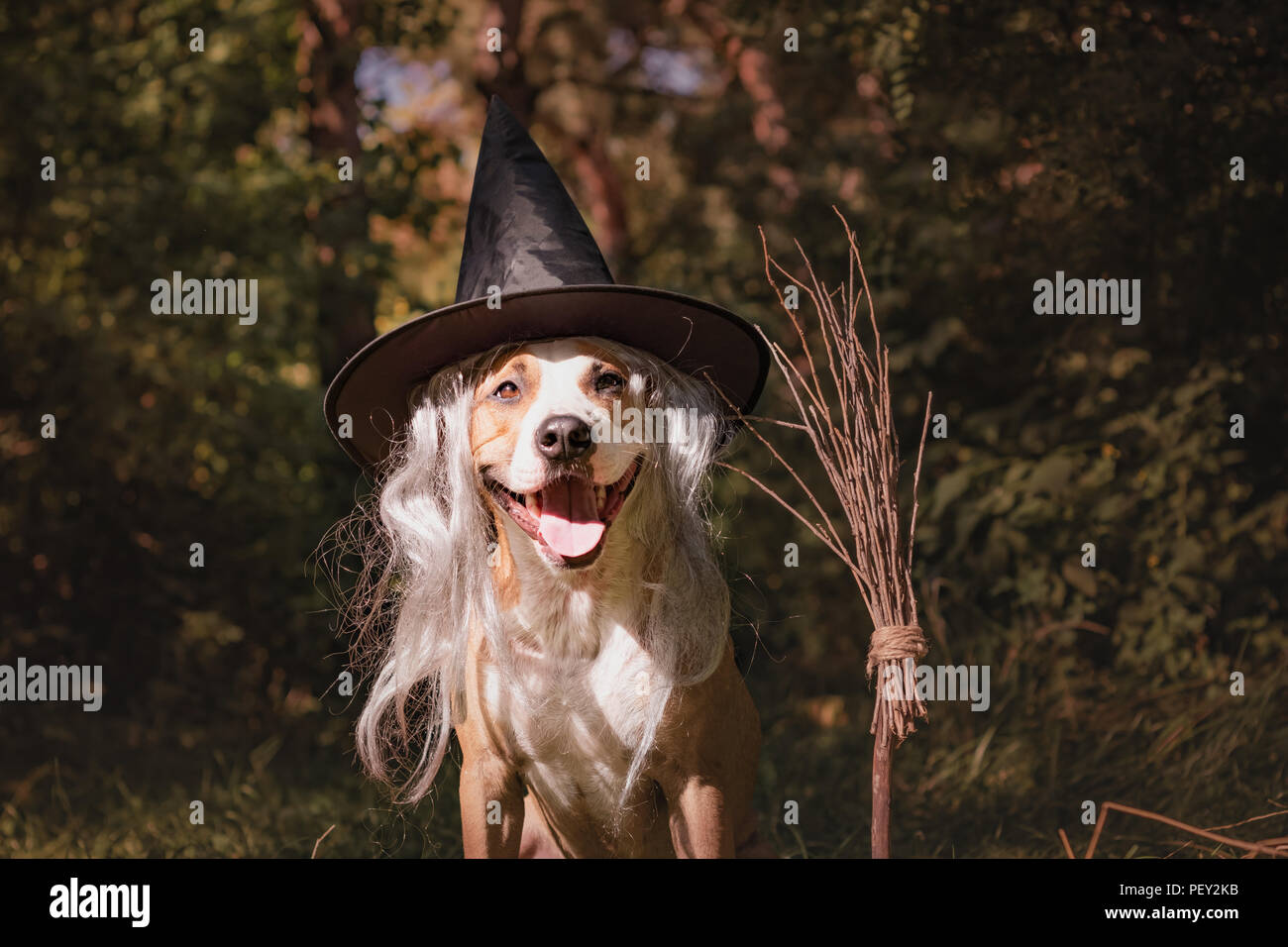 Beautiful dog with broomstick dressed up for halloween as friendly forest witch. Portrait of cute staffordshire terrier puppy in masquerade costume wi Stock Photo