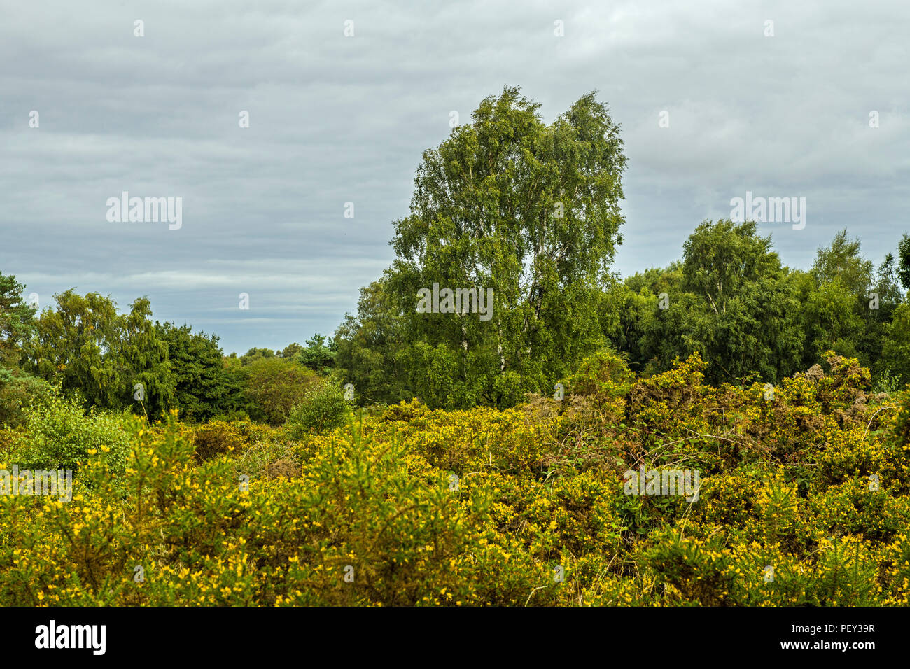 A view of Cannock Chase in Staffordshire England Stock Photo