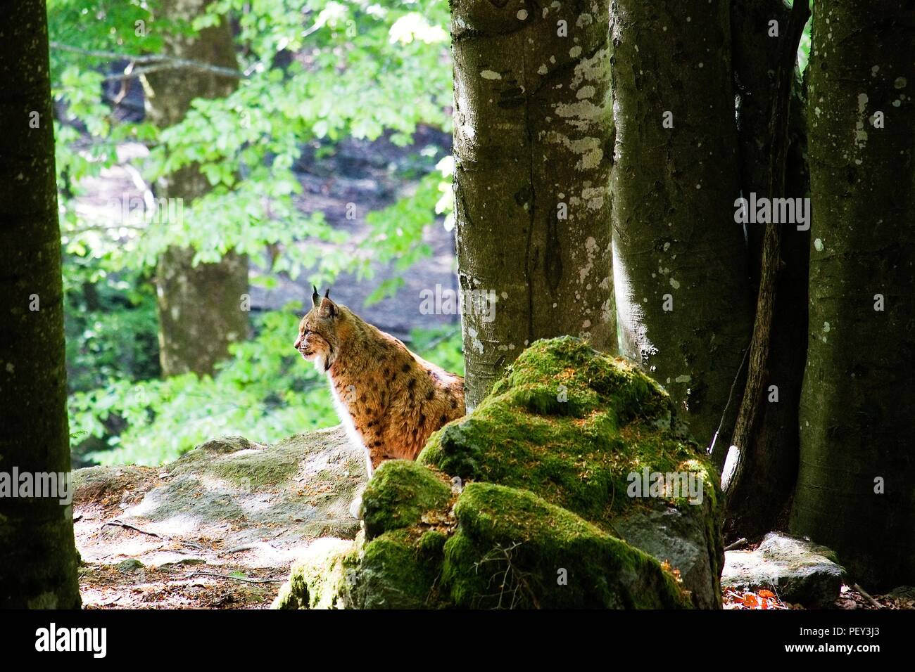 Beautiful European lynx between the vegetation of the Bavarian forest Stock Photo