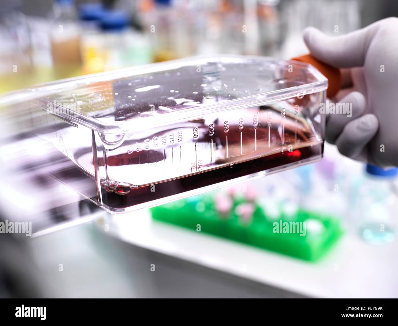 Cell biologist holding a flask containing stem cells, cultivated in red growth medium. Stock Photo
