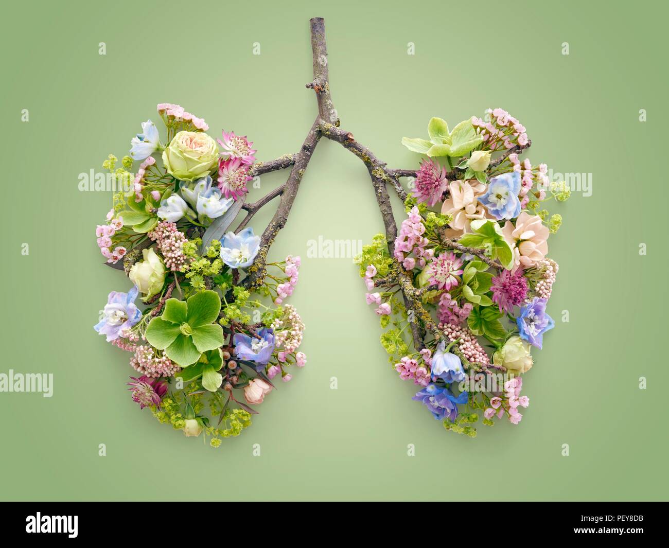 Spring flowers representing human lungs, conceptual studio shot. Stock Photo