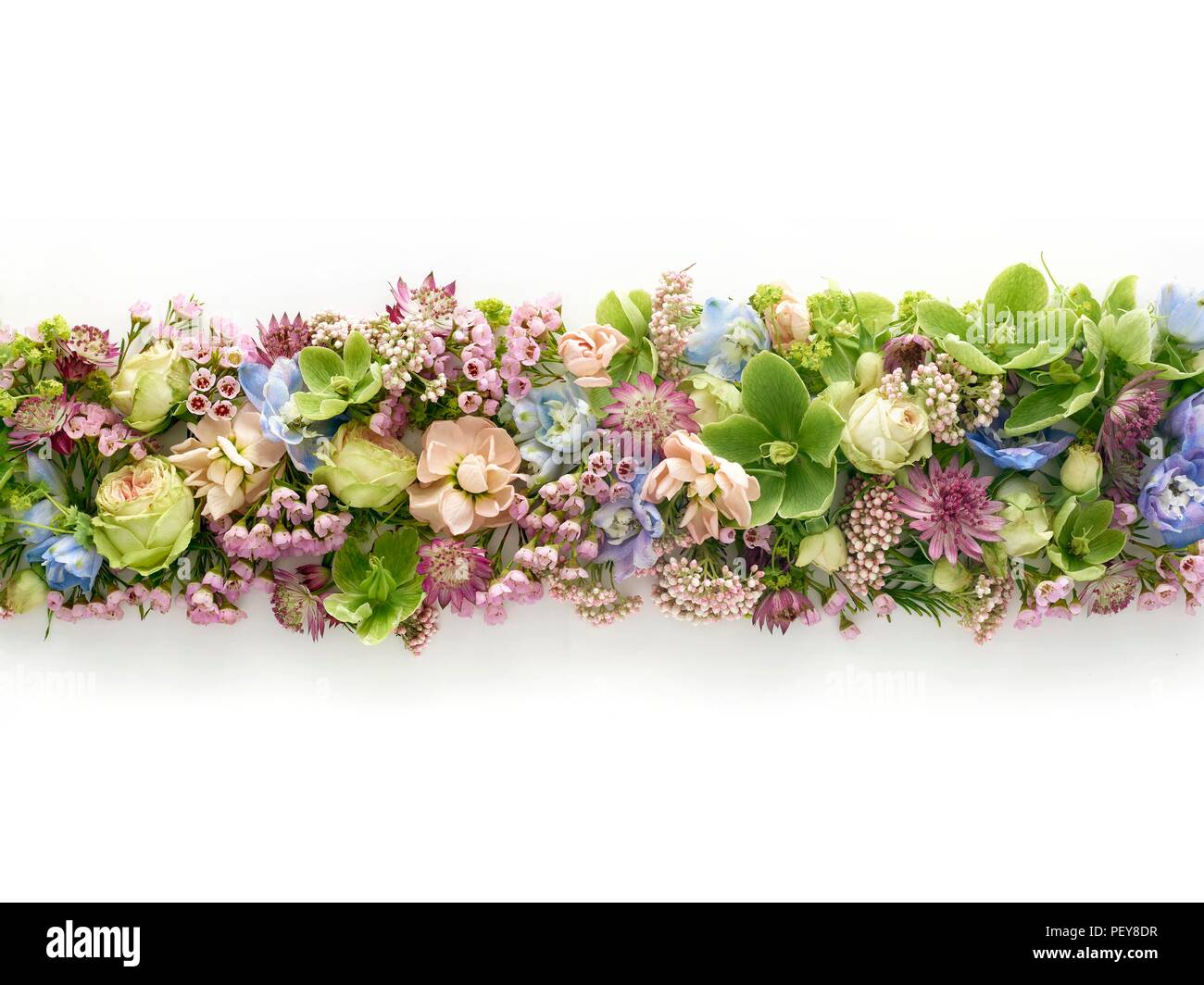 Spring flowers in a line, studio shot. Stock Photo