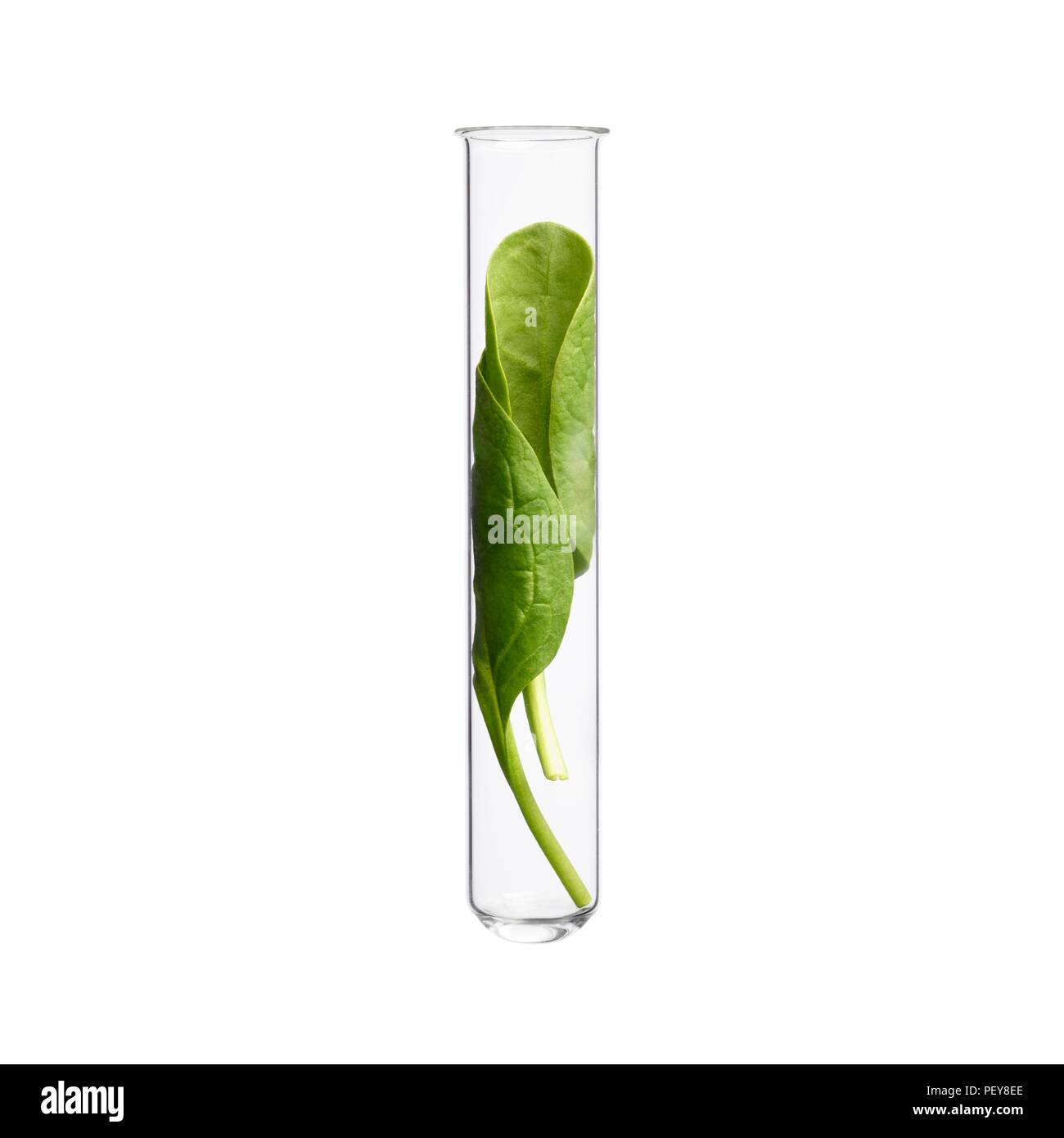 Spinach in test tube, studio shot. Stock Photo