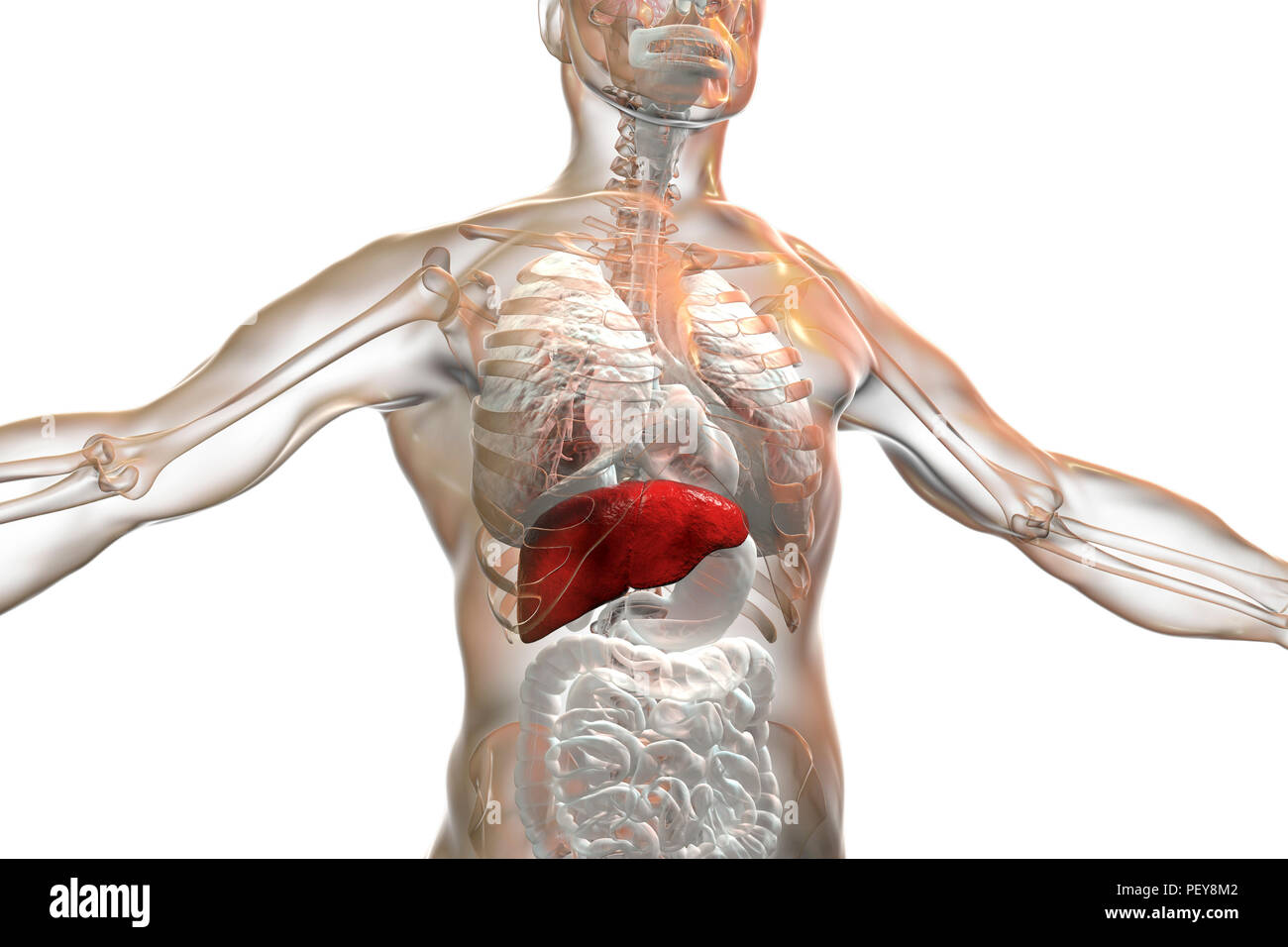 Human liver, illustration. Stock Photo