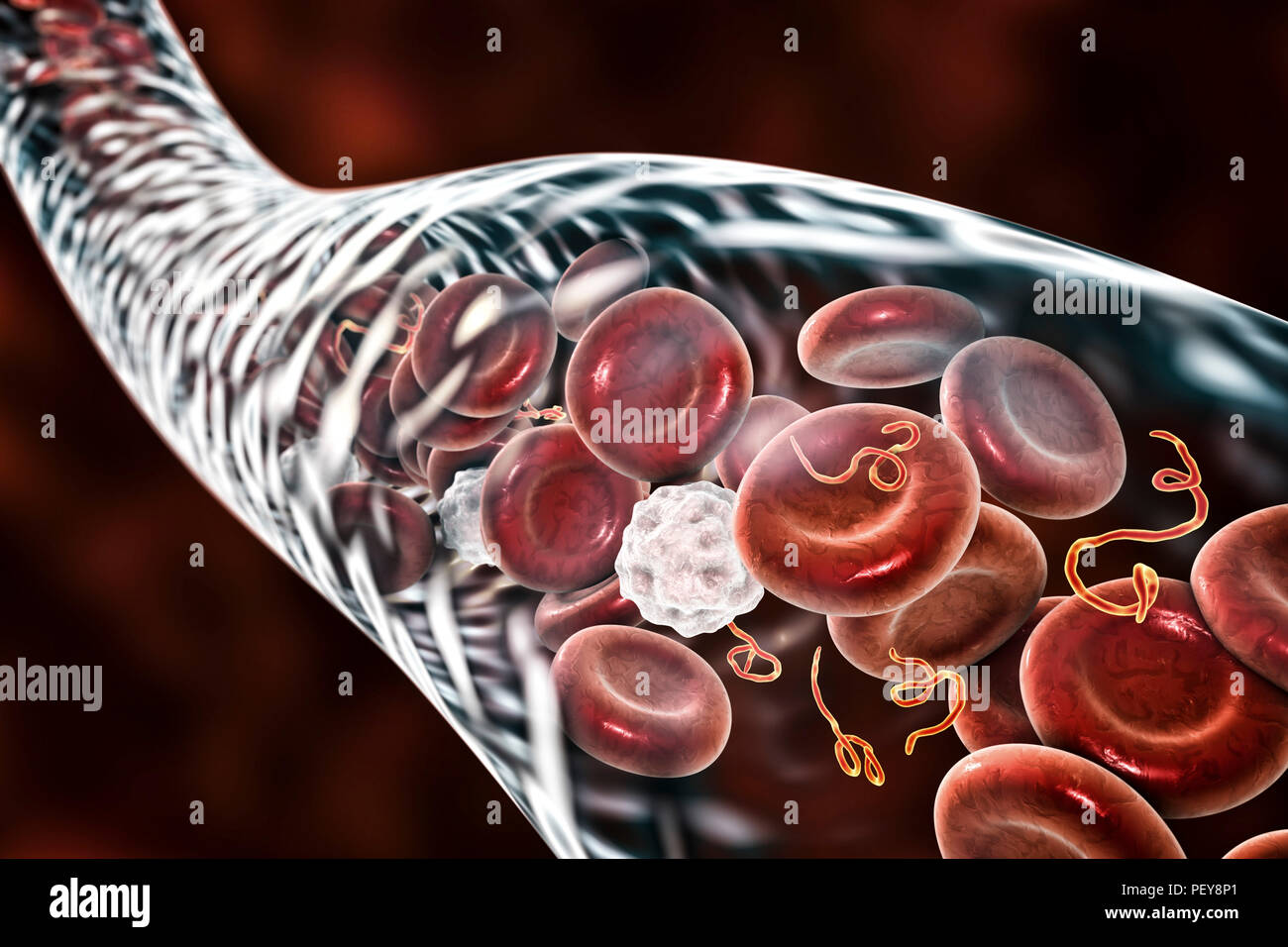 Ebola Virus Particles In Blood Computer Illustration This Virus Is The Cause Of Ebola Virus Disease In Humans And Nonhuman Primates It Is A Severe And Often Fatal Disease With Symptoms Including