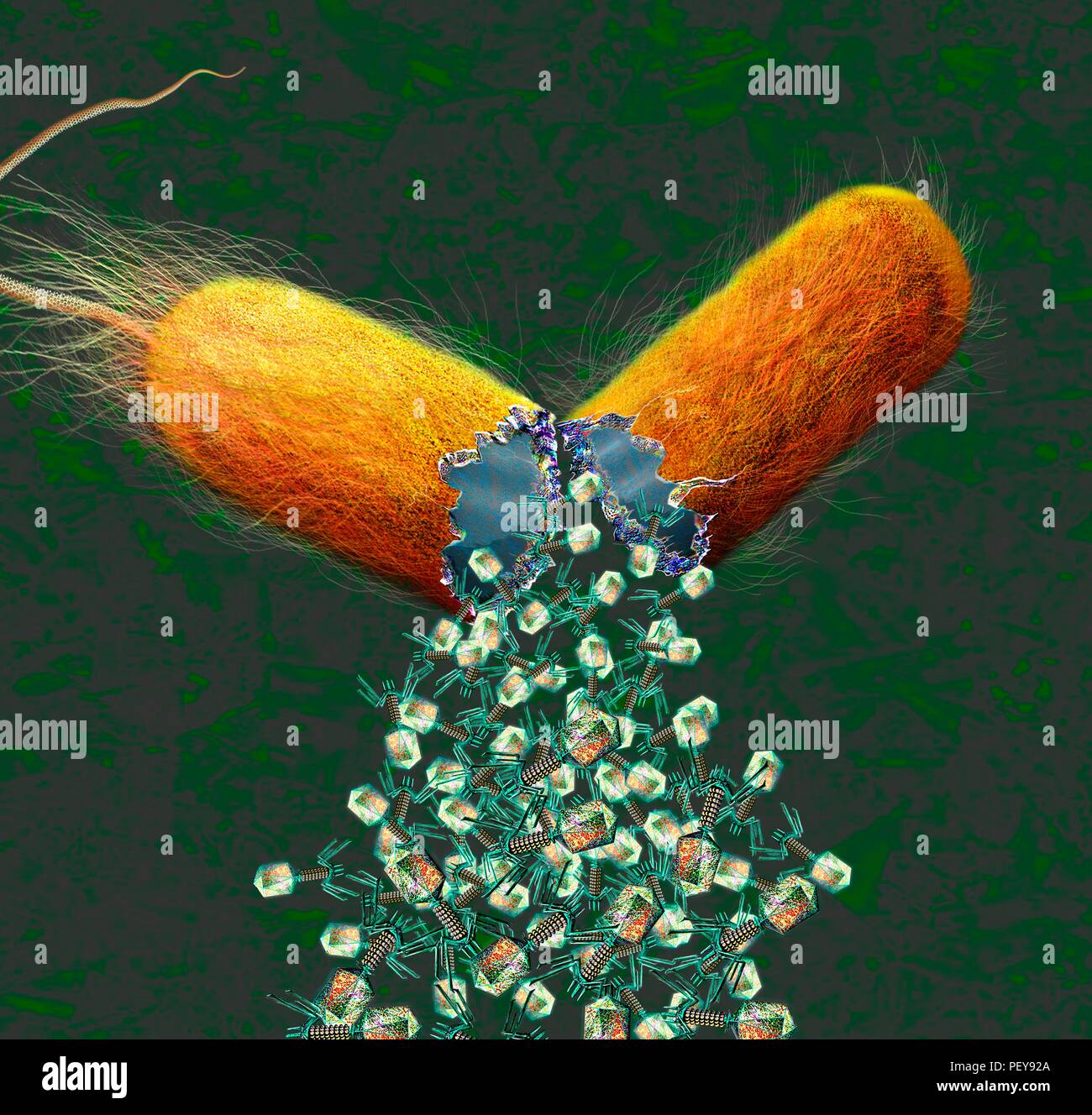 The mechanism of immunity and cytolysis. The figures in black indicate  substances with toxic action. The labelled part 'd', shows the amboceptor,  whil Stock Vector Image & Art - Alamy