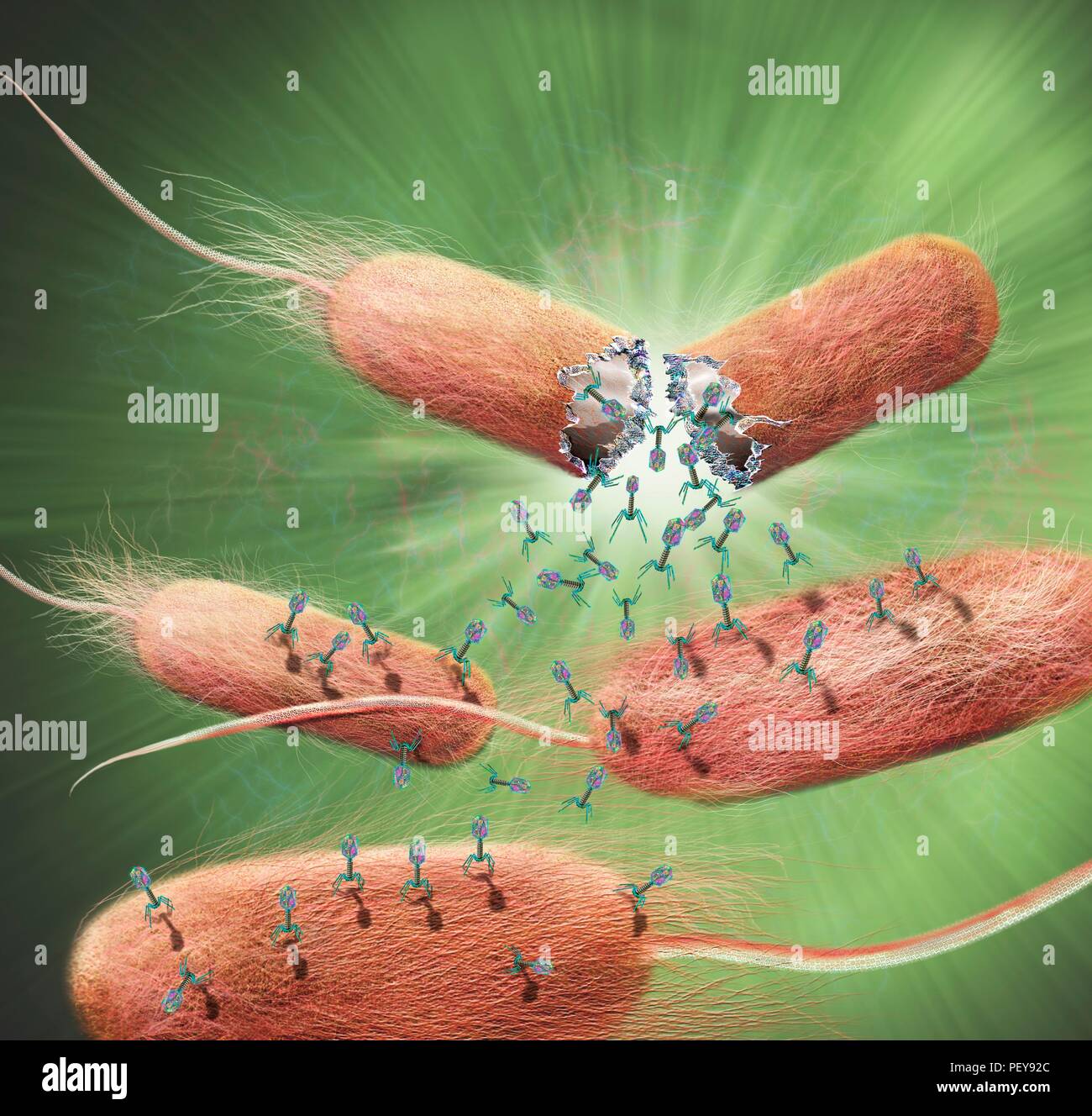 Computer illustration of Tbacteriophages, or phages, leaving bacteria