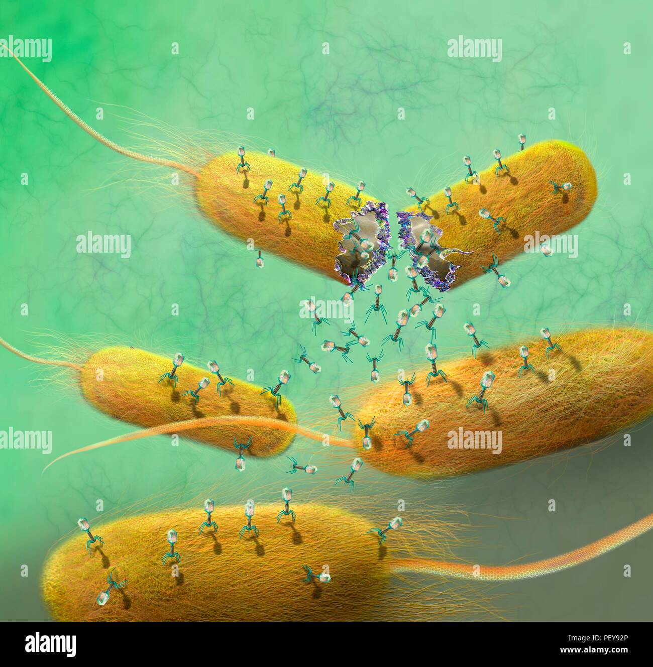Computer illustration of Tbacteriophages, or phages, leaving bacteria