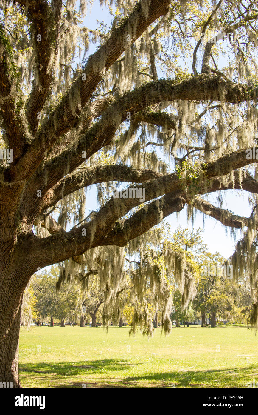 Live Oak in Forsyth park, Savannah GA Stock Photo Alamy