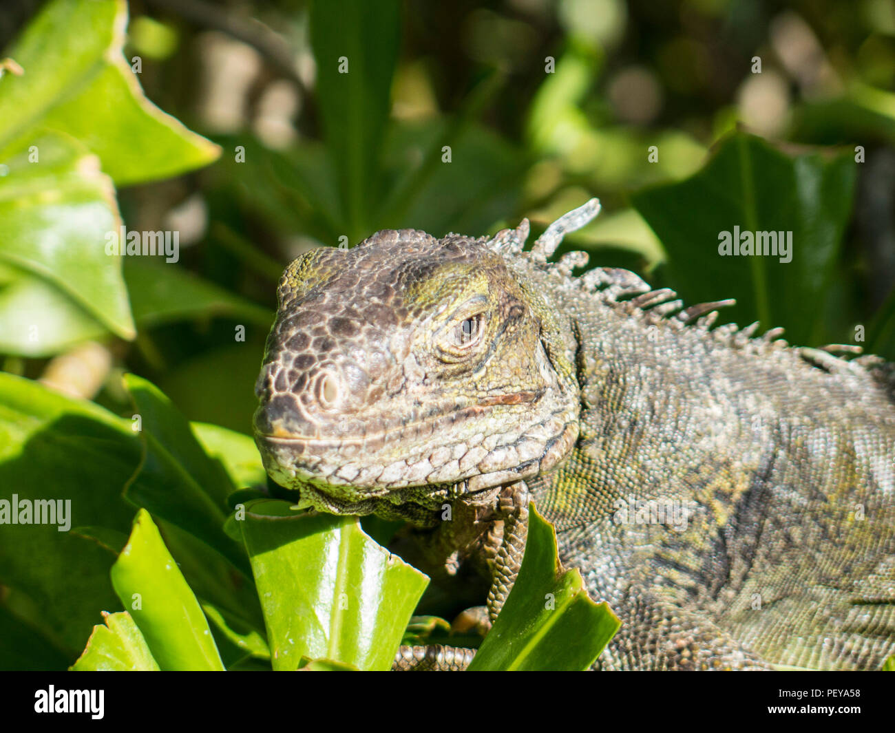 green iguana (Iguana iguana), also known as the American iguana Stock Photo