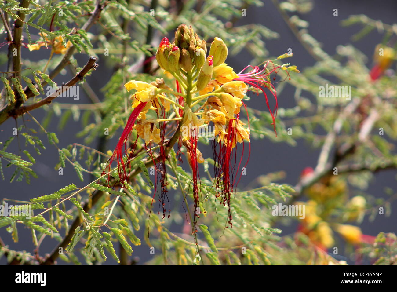 Bird of paradise shrub or Erythrostemon gilliesii or Caesalpinia gilliesii or Bird of paradise bush or Desert bird of paradise flowering plant with sm Stock Photo