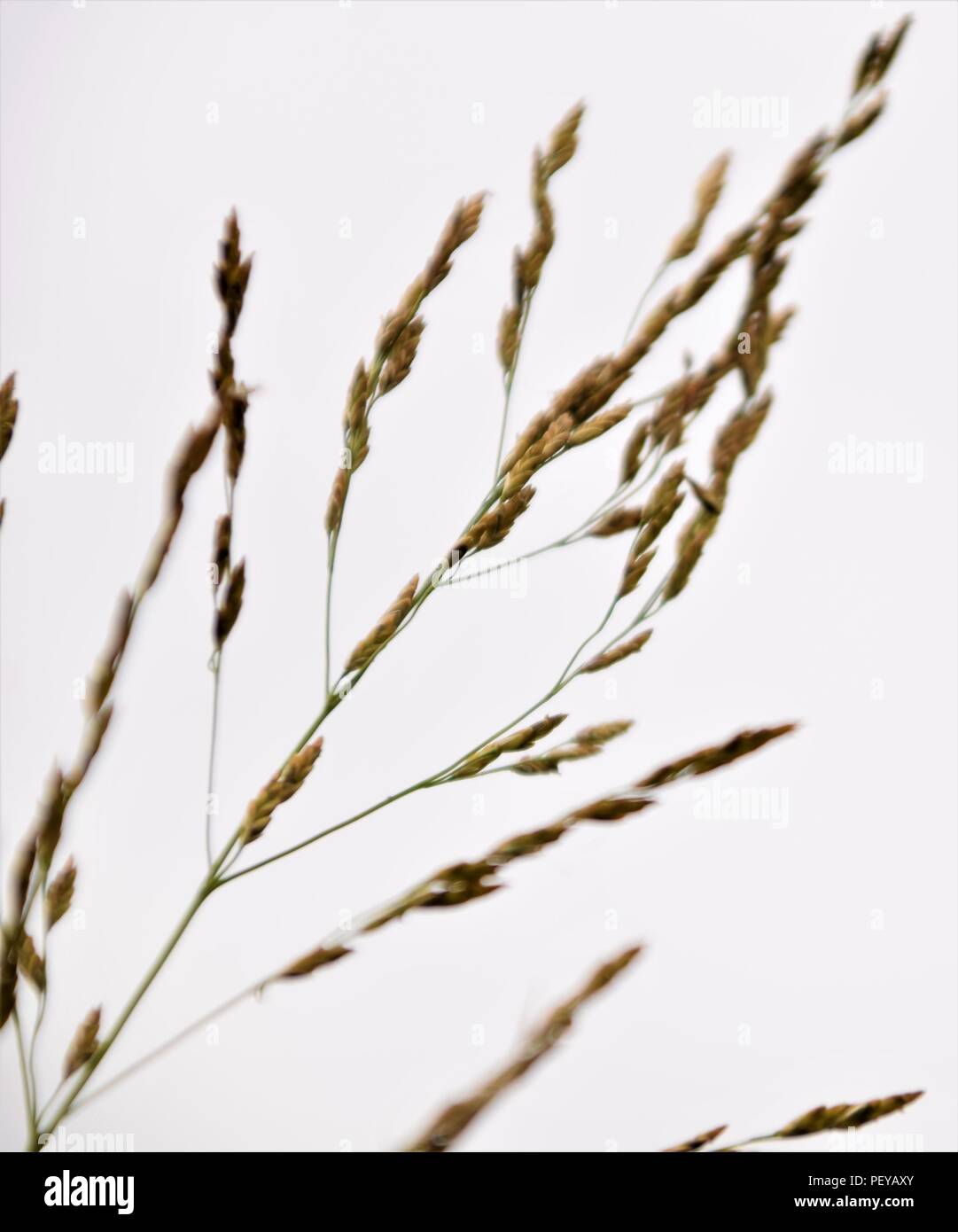 Wild grass silhouette selective focus blurred background Stock Photo