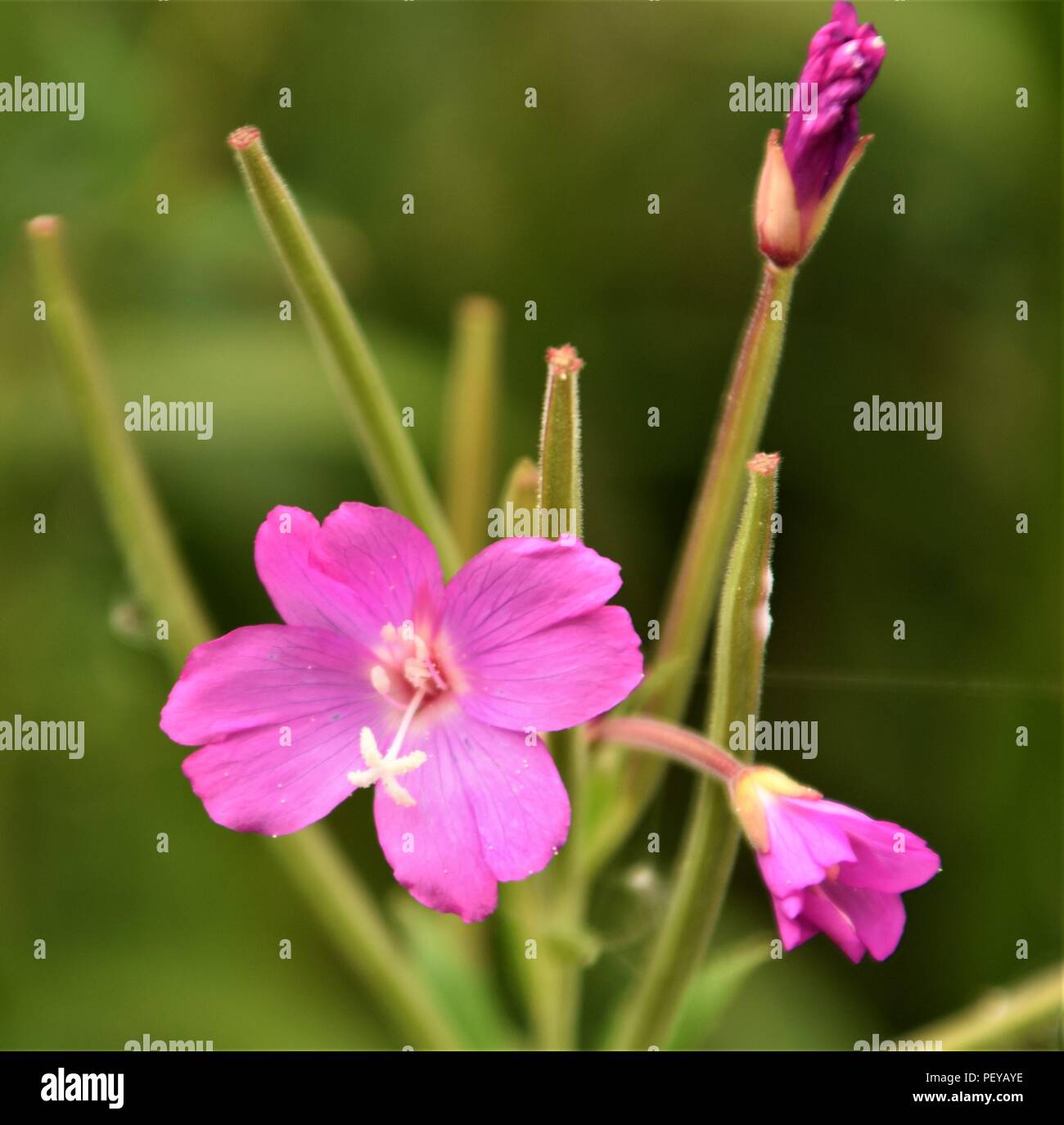 Purple flower blossom blurred background selective focus Stock Photo