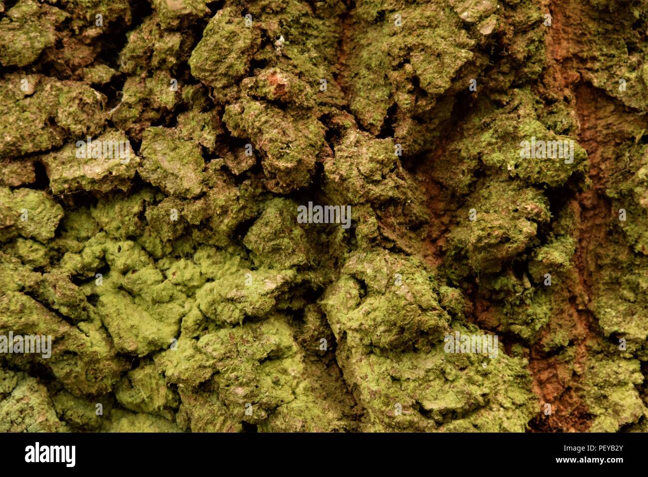 Tree bark texture Stock Photo Alamy