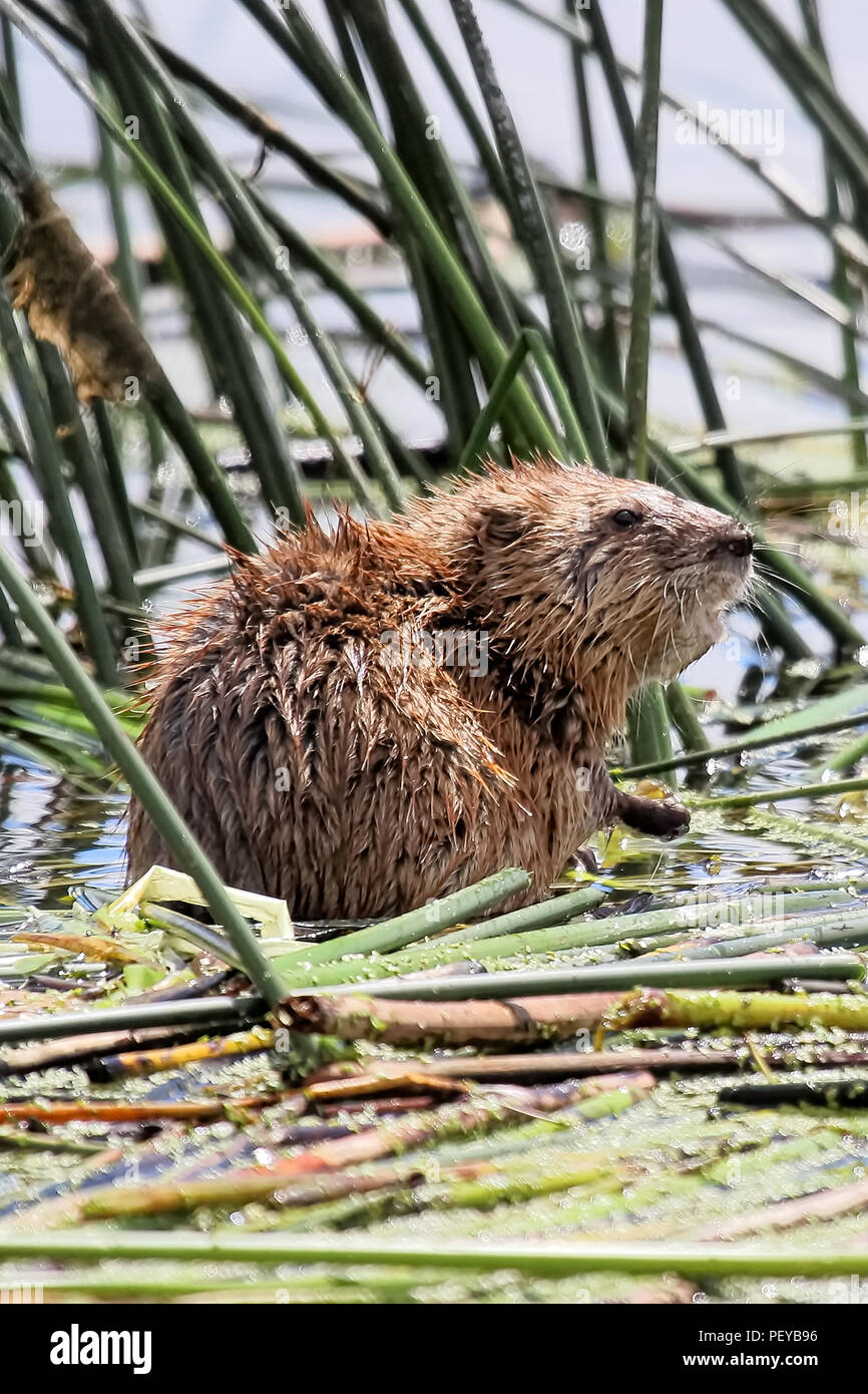 Closeup muskrat sitting in hi-res stock photography and images - Alamy