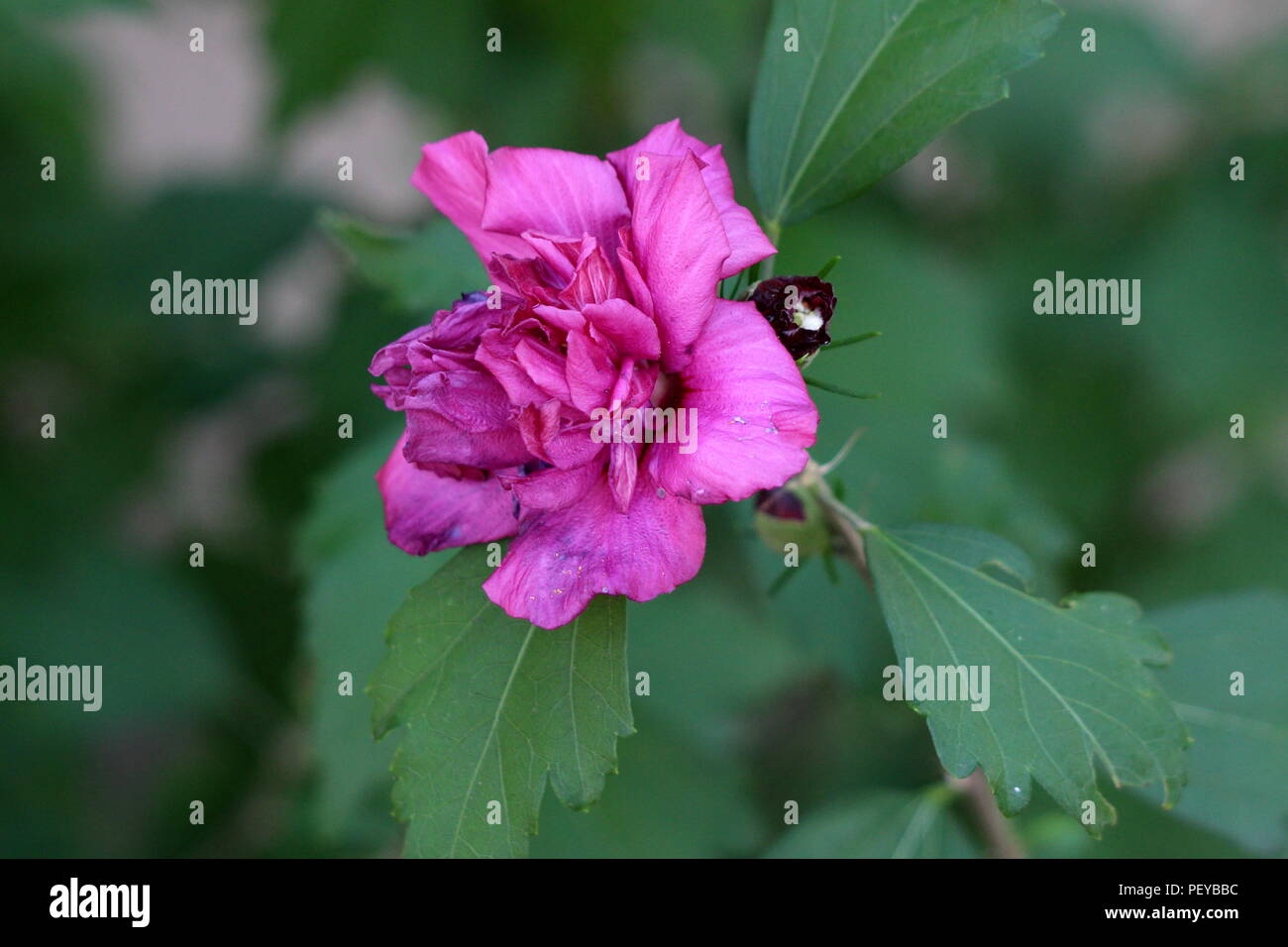 Hibiscus Syriacus Wikiwand