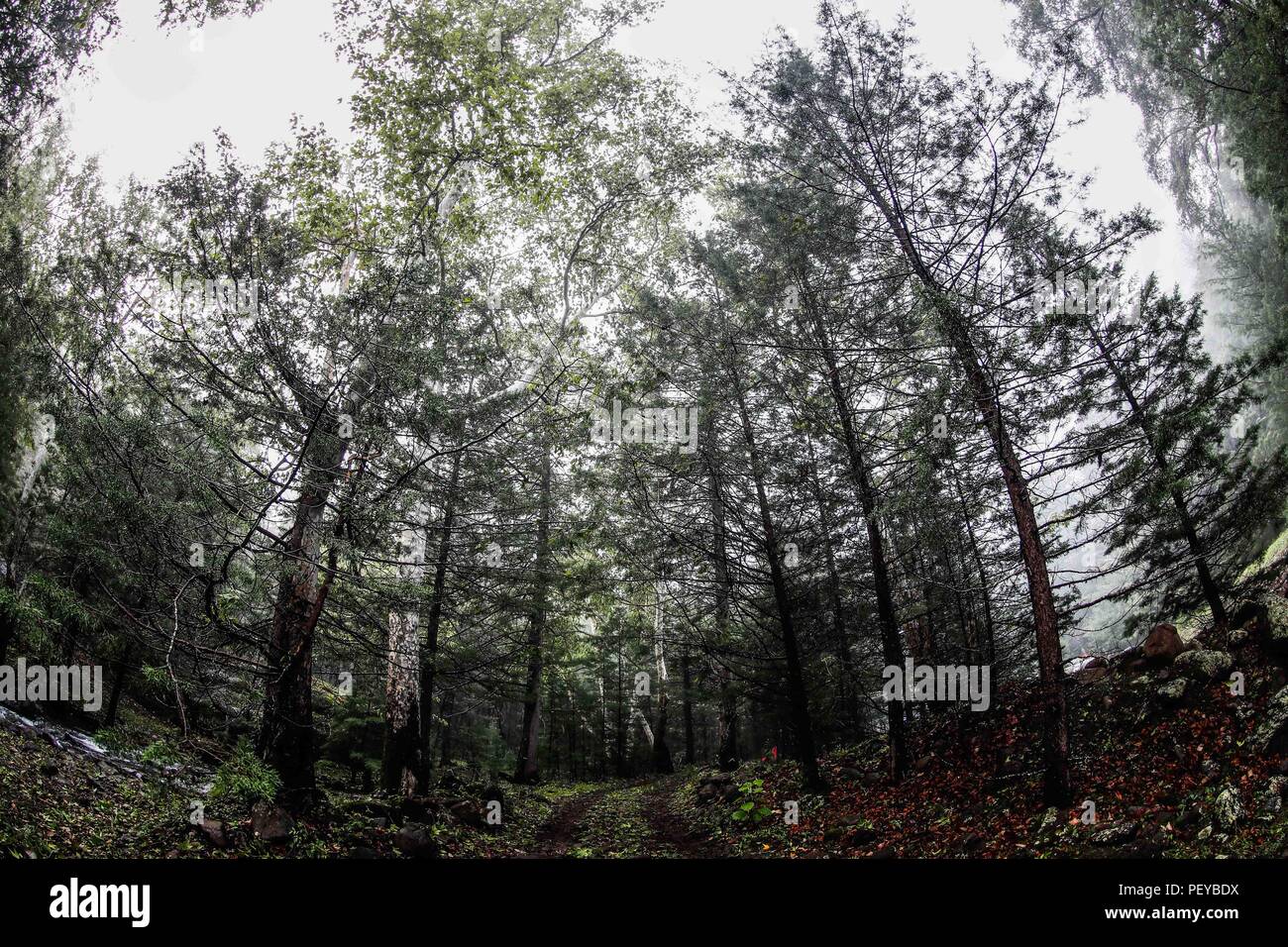 Neblina. Fog.  Verde paisaje y bosque de pinos en La Cueva Tres Rios, Sonora, Mexico. Sierra Madre Occidental.  Green landscape and pine forest in La Cueva Tres Rios, Sonora, Mexico. Sierra Madre Occidental. (Foto: LuisGutierrez/NortePhoto.com)   Expedición Discovery Madrense de GreaterGood ORG que recaba datos que  sirven como información de referencia para entender mejor las relaciones biológicas del Archipiélago Madrense y se usan para proteger y conservar las tierras vírgenes de las Islas Serranas Sonorenses. Expedición binacional aye une a colaboradores  de México y Estados Unidos con exp Stock Photo