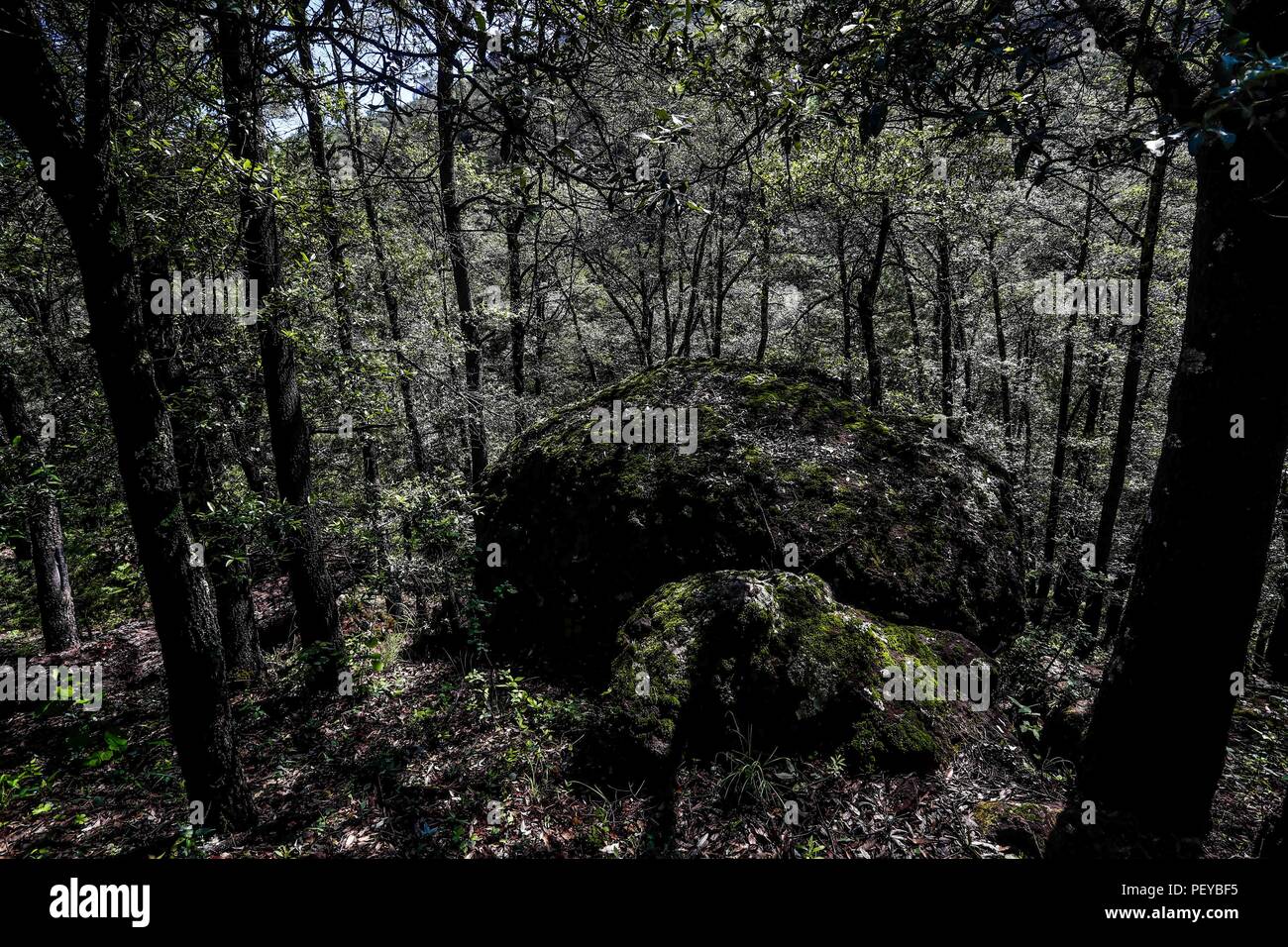 Bosque, Forest.    Expedición Discovery Madrense de GreaterGood ORG que recaba datos que  sirven como información de referencia para entender mejor las relaciones biológicas del Archipiélago Madrense y se usan para proteger y conservar las tierras vírgenes de las Islas Serranas Sonorenses. Expedición binacional aye une a colaboradores  de México y Estados Unidos con experiencias y especialidades de las ciencias biológicas  variadas, con la intención de aprender lo más posible sobre Mesa de Tres Ríos, la porción más norteña de la Sierra Madre Occidental. Sierra Alta.  (Foto: LuisGutierrez/Norte Stock Photo