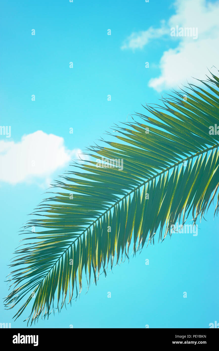 Palm tree isolated blue background hi-res stock photography and images ...