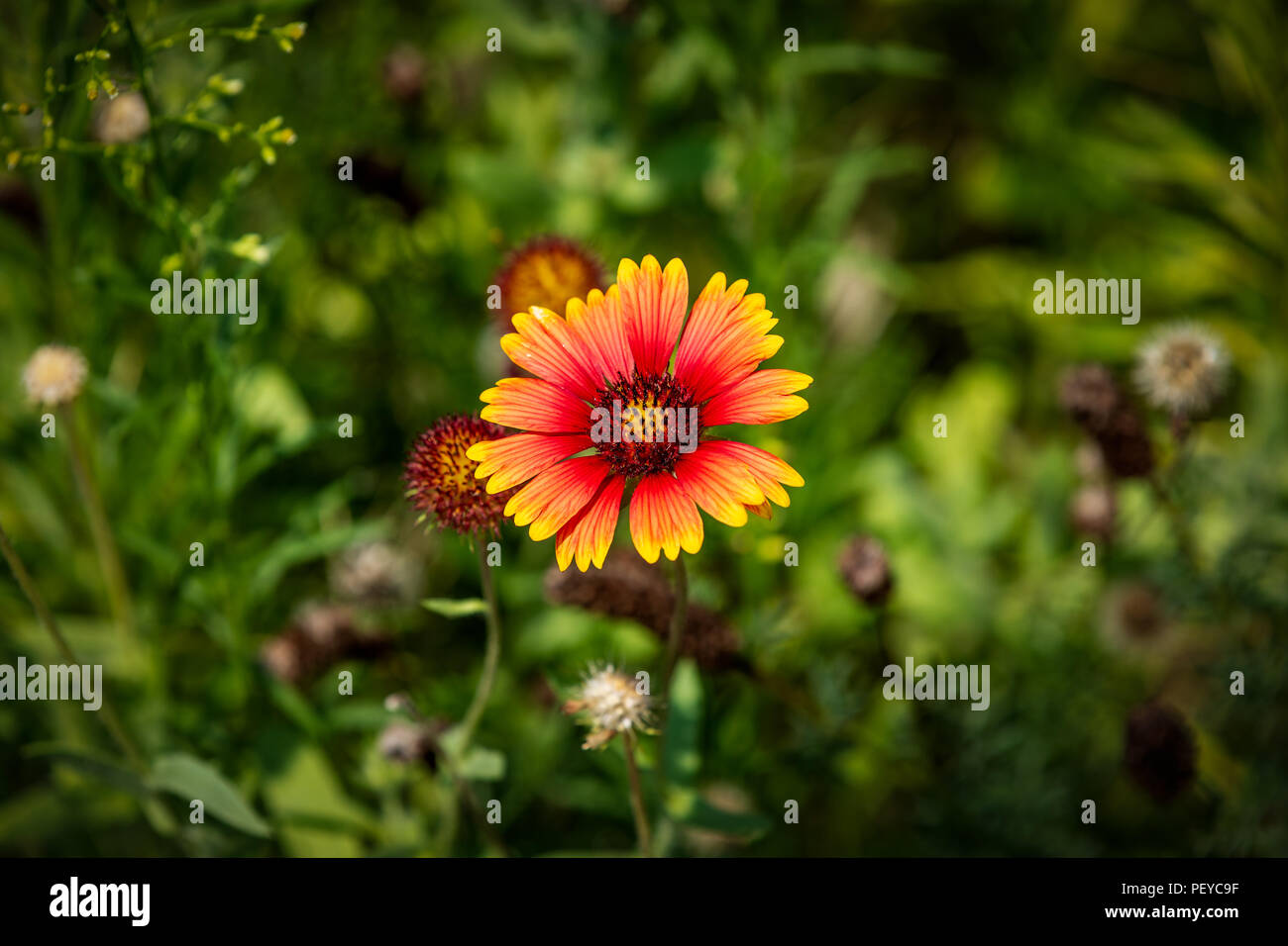 One lonely indian blanket. Stock Photo