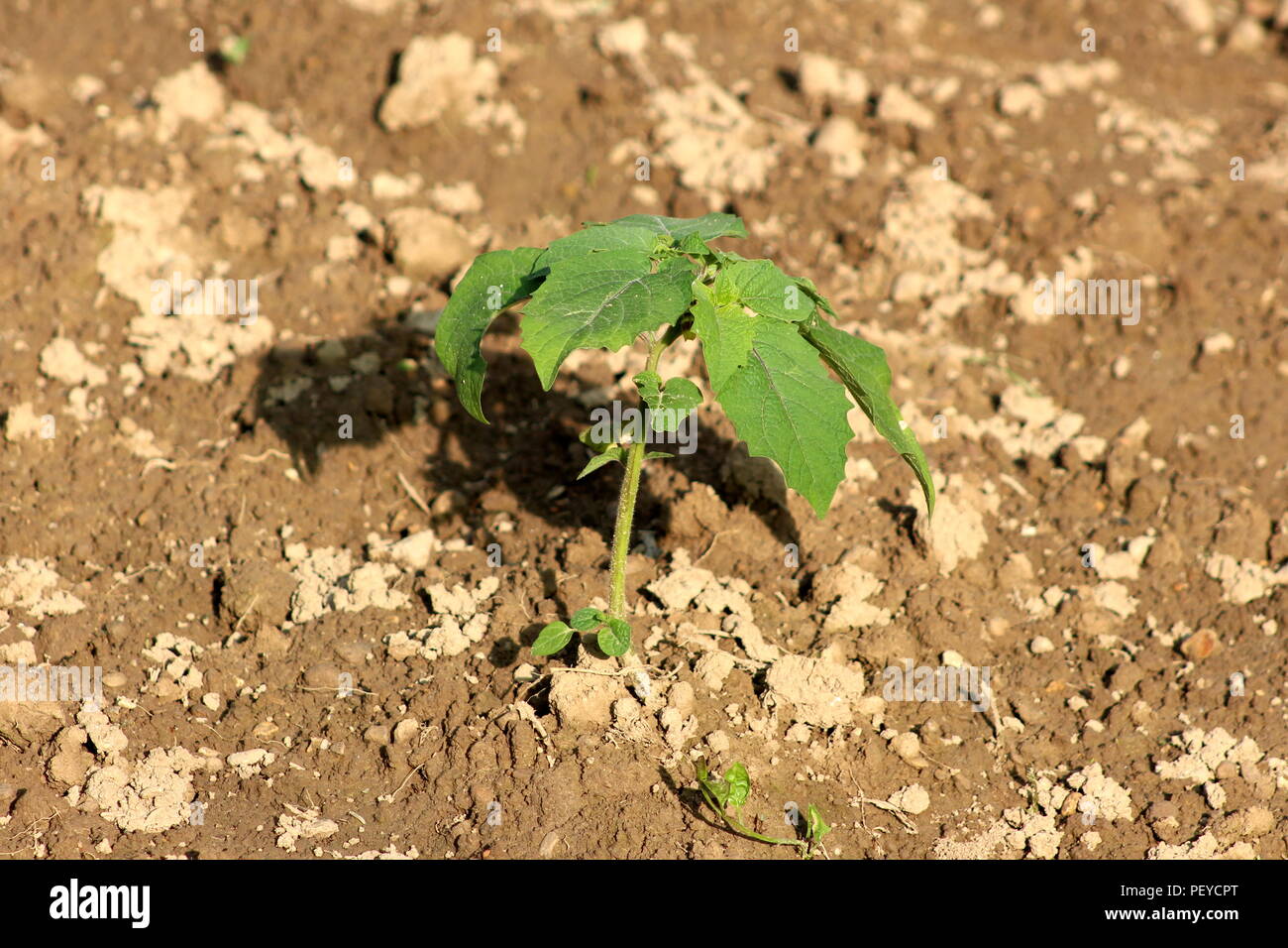 Tomatillo or Physalis philadelphica or Physalis ixocarpa or Mexican husk tomato small plant planted on partially wet ground in local garden on bright Stock Photo