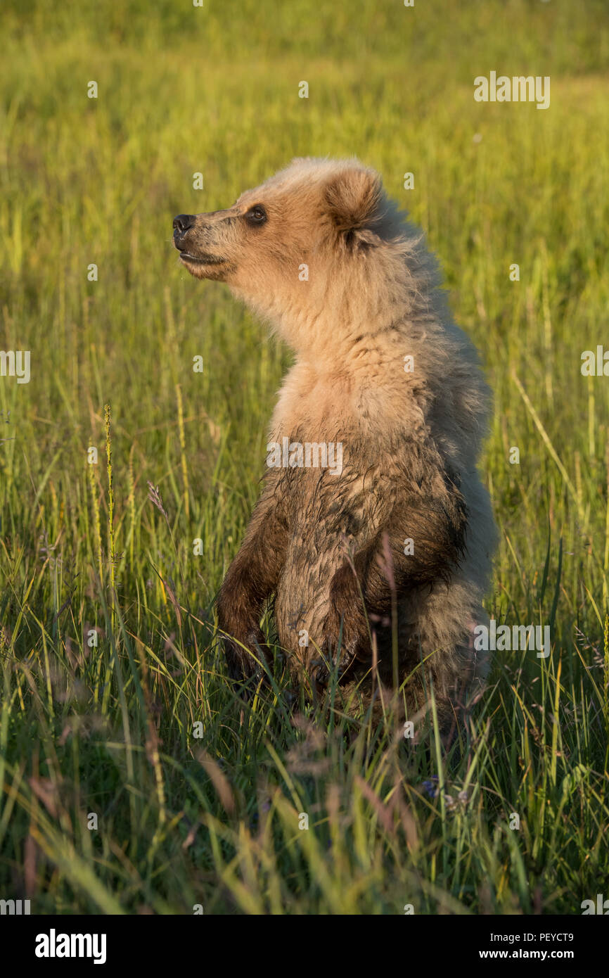 Alaskan brown bear cub standing, Lake Clark National Park Stock Photo