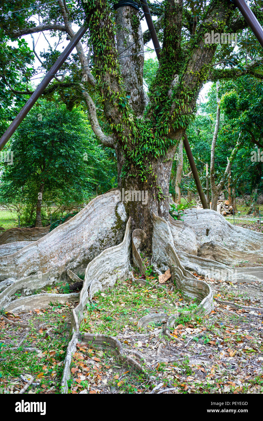 Very old Heritiera littoralis Dryand buttress tree roots in Kenting national park Taiwan Stock Photo