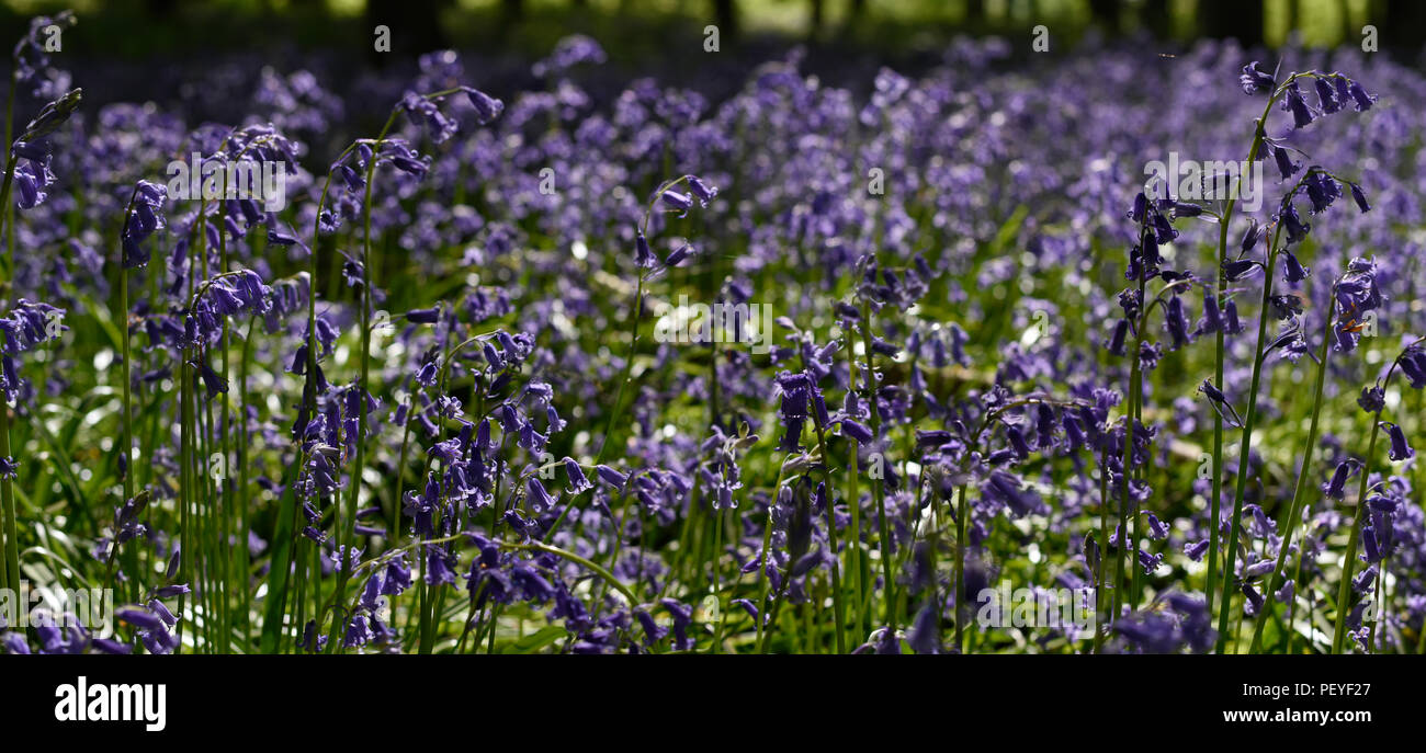 Close-up of bluebells in Micheldever Wood, Hampshire, England Stock Photo