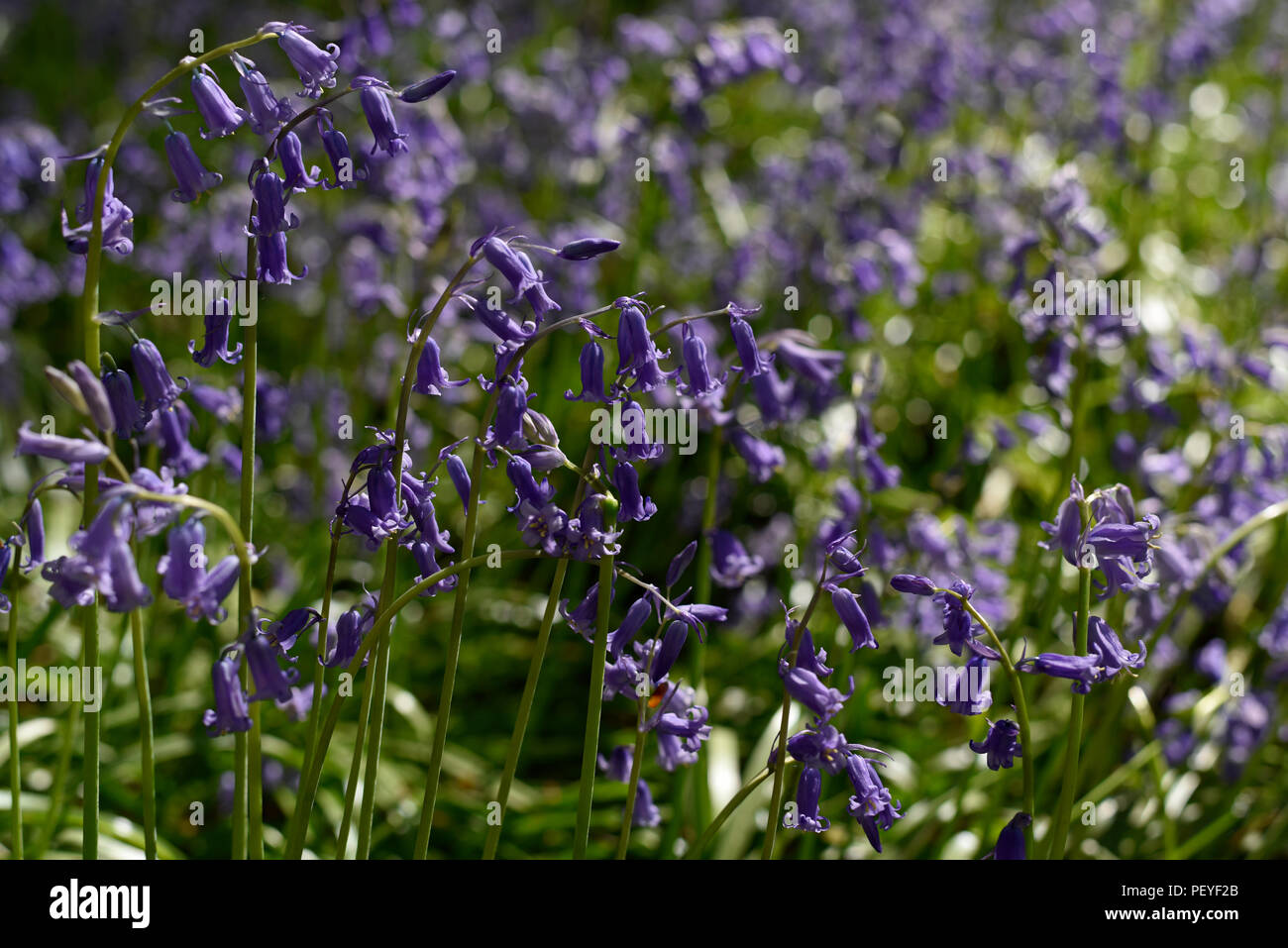 Close-up of bluebells in Micheldever Wood, Hampshire, England Stock Photo
