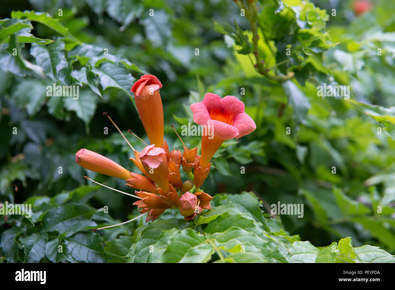 Trumpet Wine or Campsis radicans flowers Stock Photo