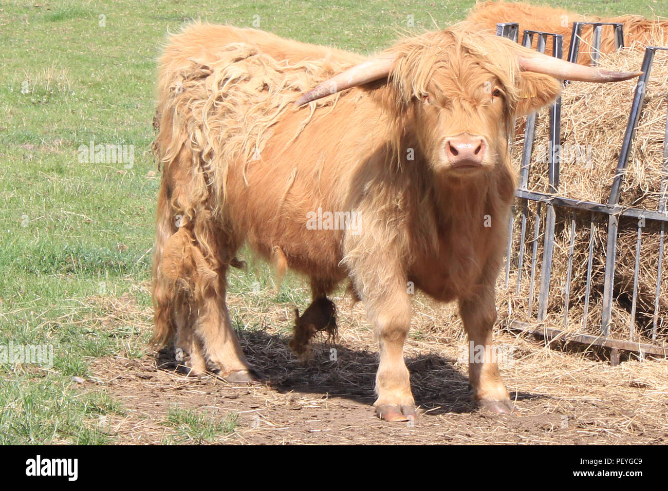 highland cow Inverness Stock Photo
