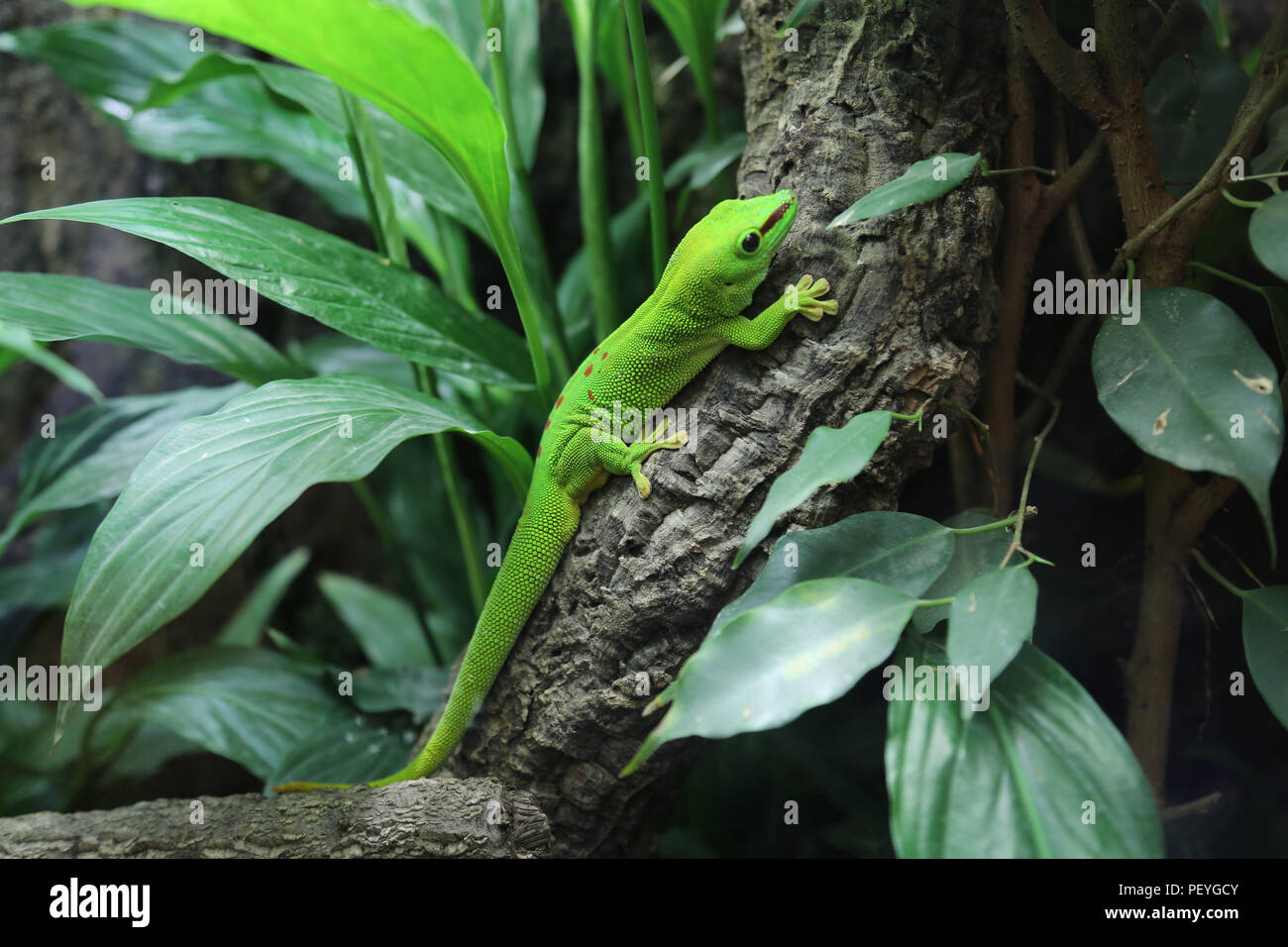Green Madagascar Day Gecko (Phelsuma madagascariensis), Saltzburg Zoo, Saltzburg, Austria Stock Photo