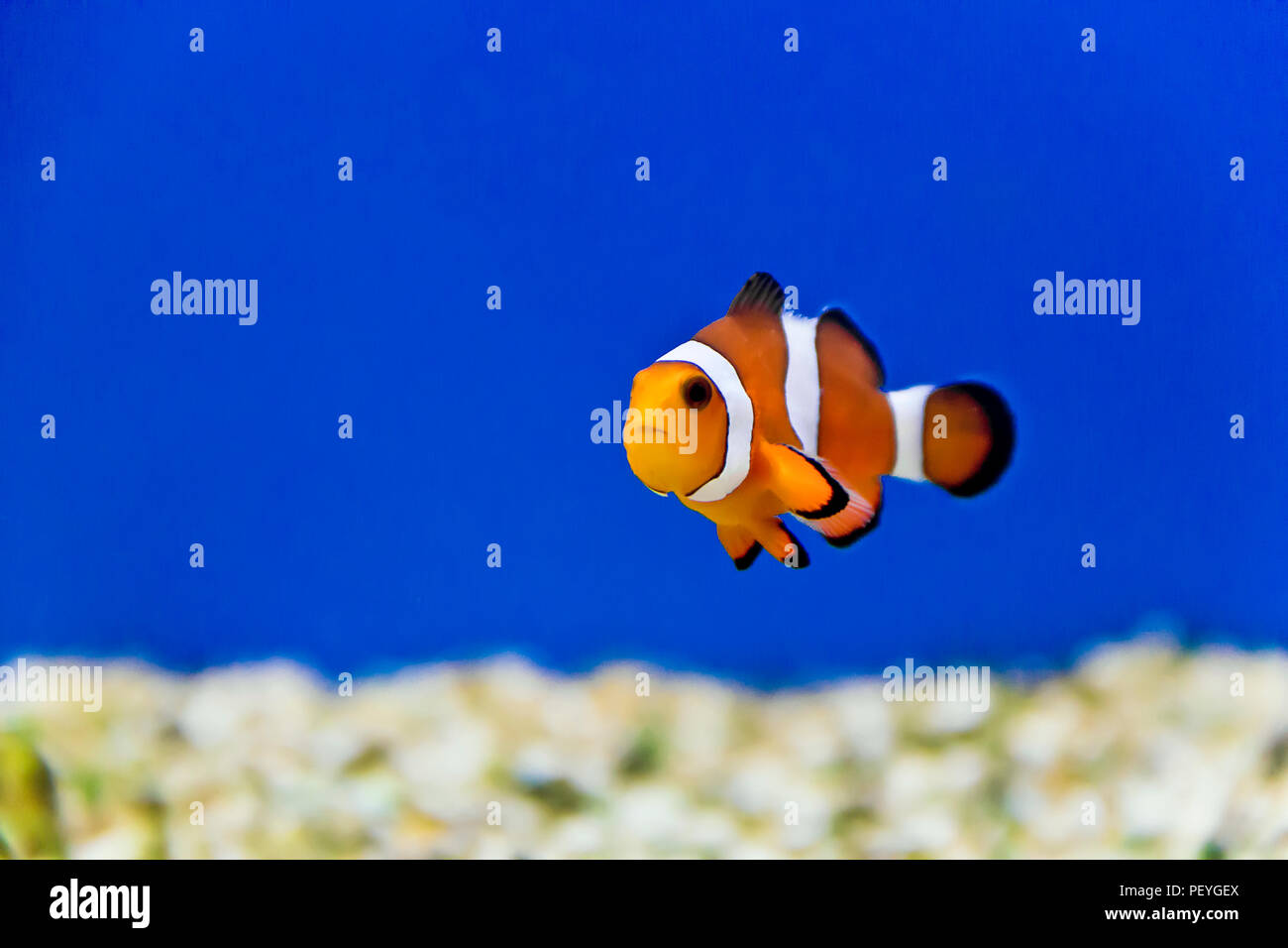 Horizontal photo of clown fish on aquarium bottom Stock Photo