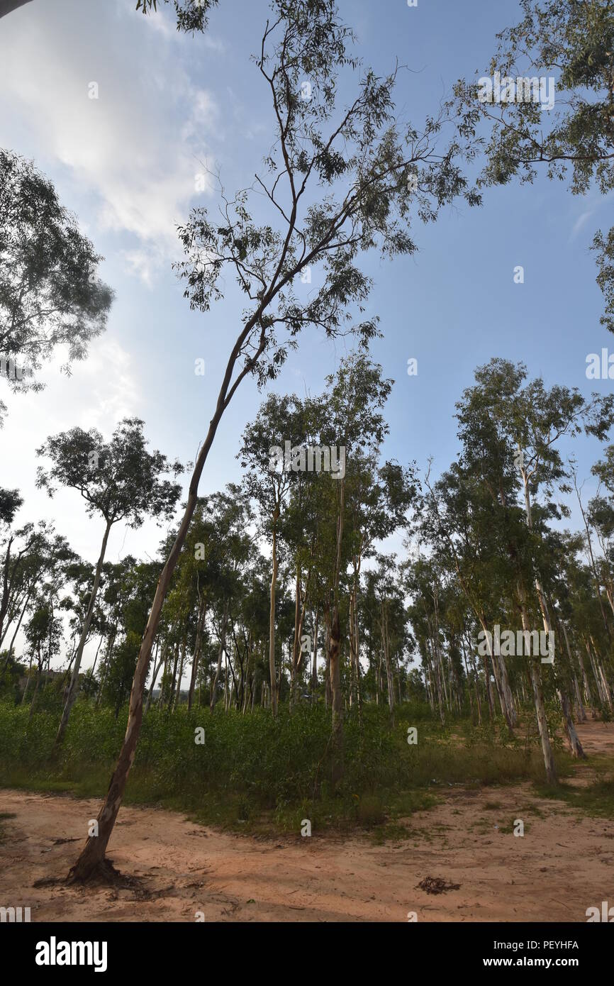 Sunachuri Tree Sonajhuri tree hi-res stock photography and images - Alamy