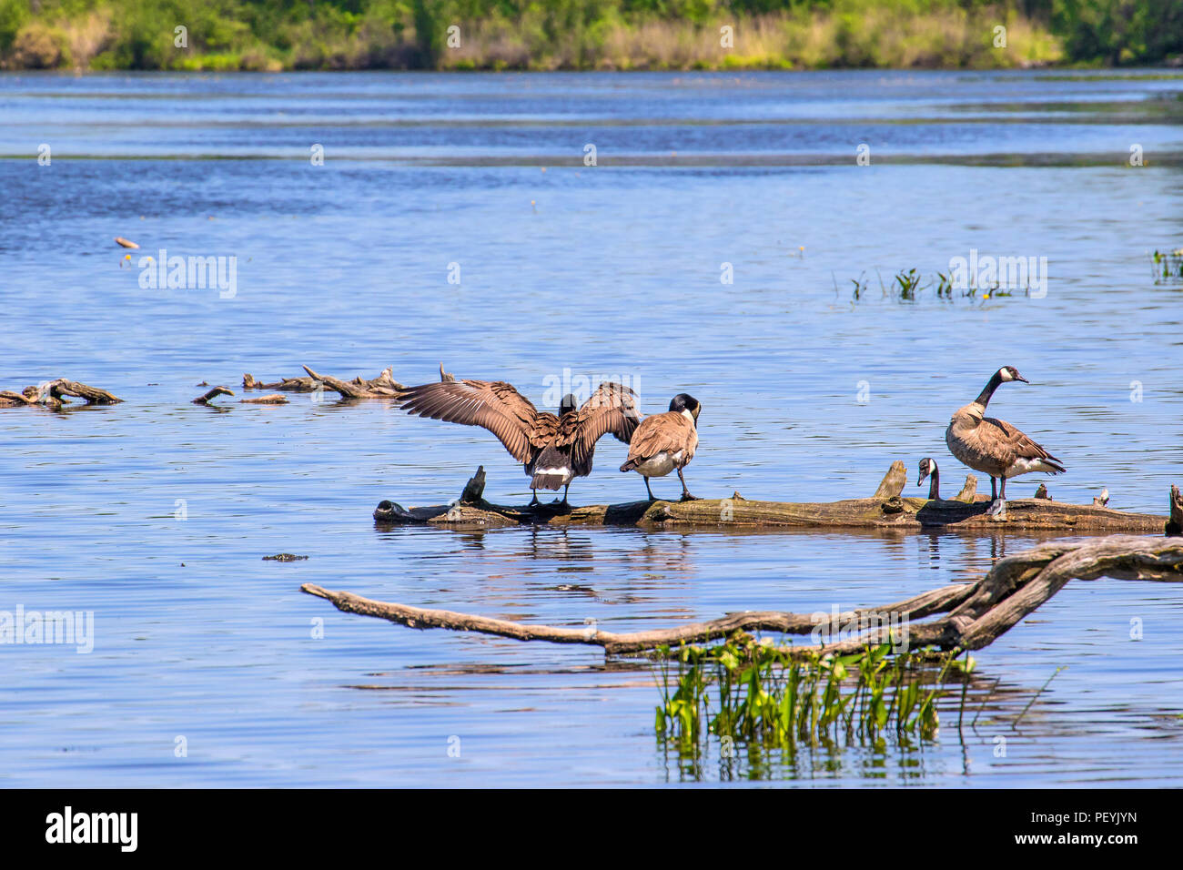 Nature around Lac Boivin in Granby, Eastern Townships, Quebec, Canada. A group of Canada geese om a fallen tree trunk. Stock Photo