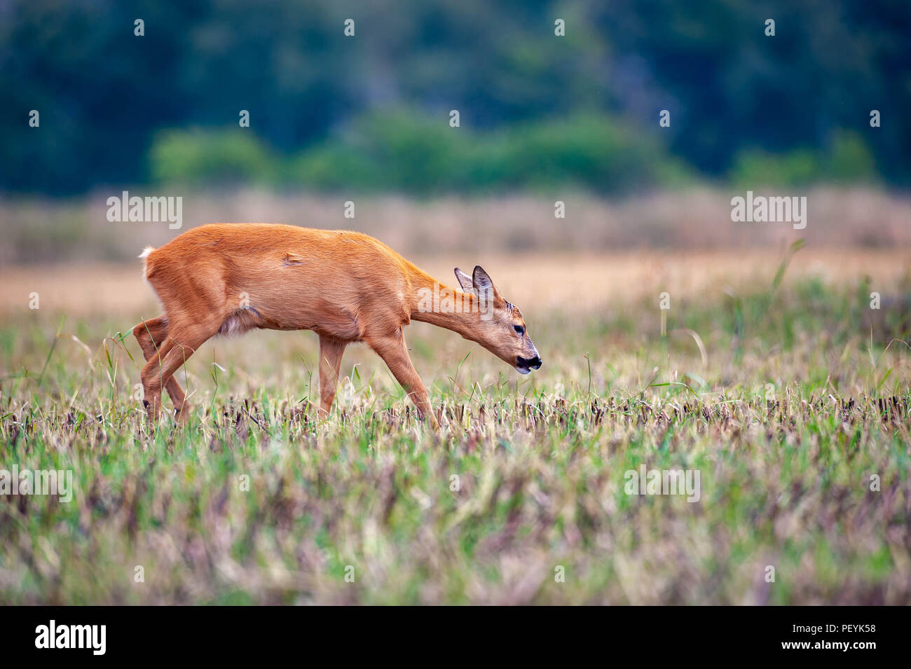 Sweden Roe Beautiful shot male roe hi-res stock photography and images - Alamy