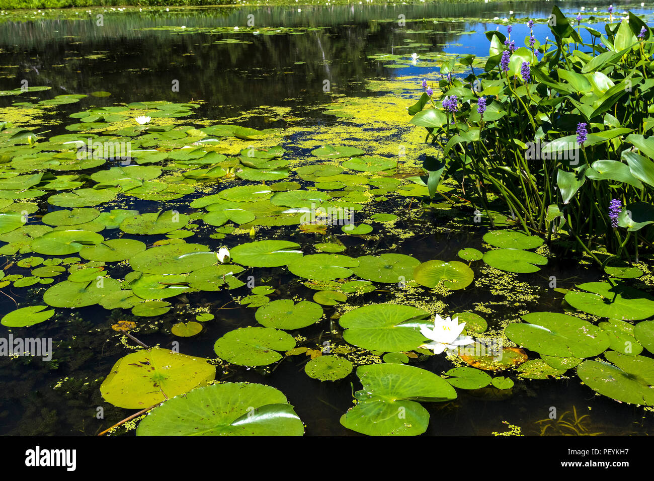 Nature around Lac Boivin in Granby, Eastern Townships, Quebec, Canada. White water lilies abound during summer. Stock Photo
